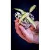 Hoya Burmanica Variegated
