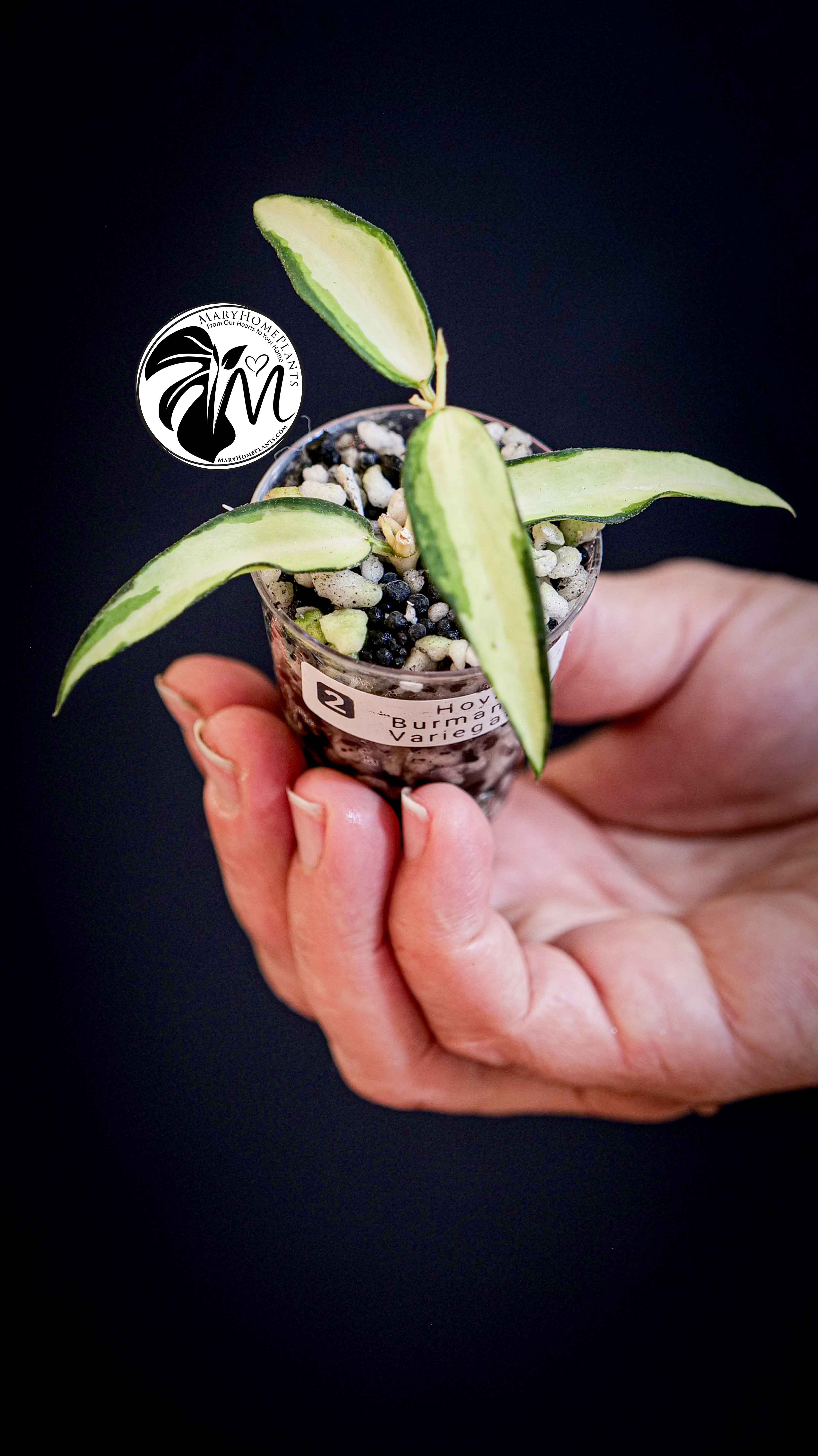 Hoya Burmanica Variegated