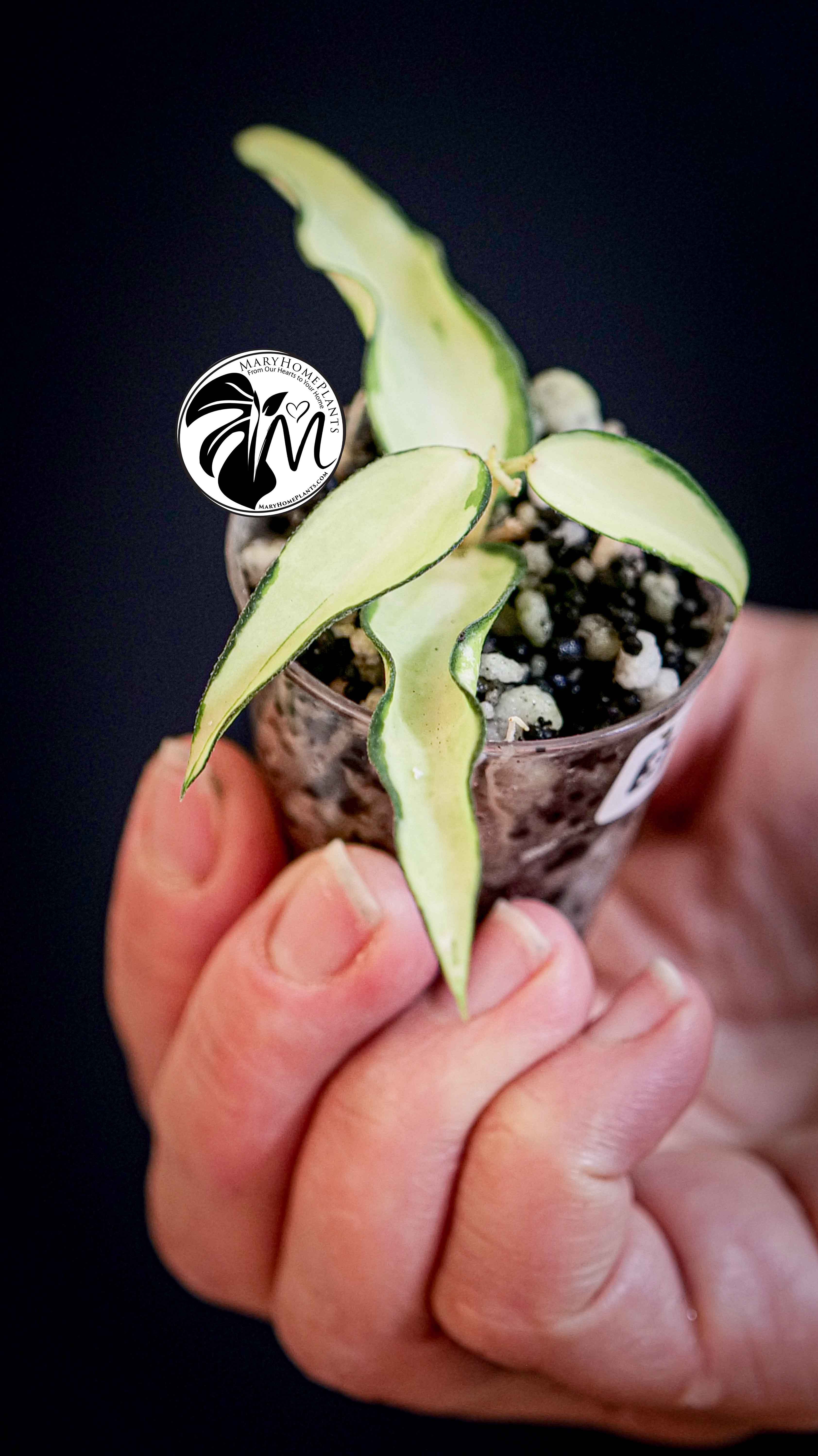 Hoya Burmanica Variegated