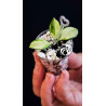 Hoya Heuschkeliana Variegated