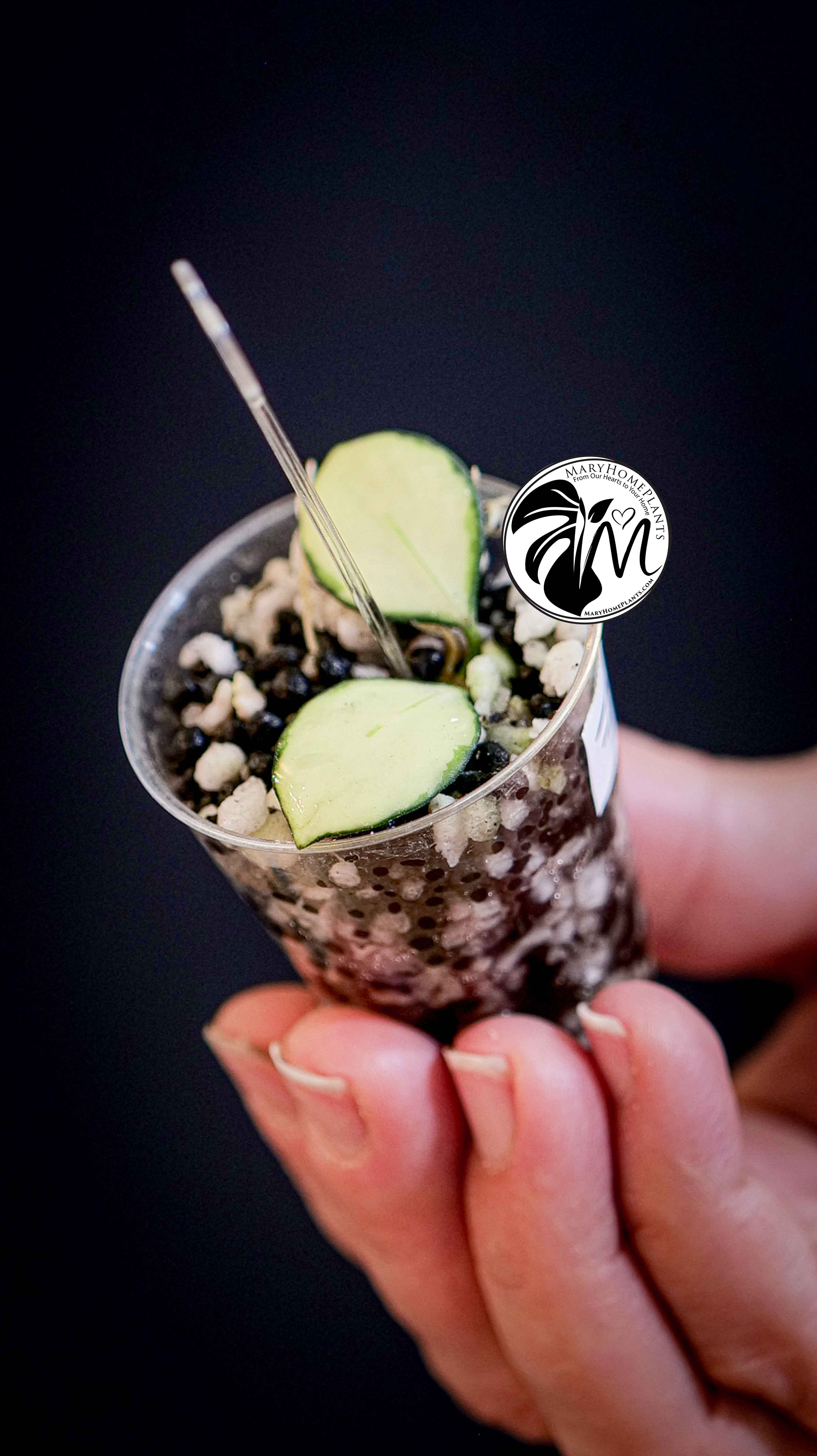 Hoya Heuschkeliana Variegated