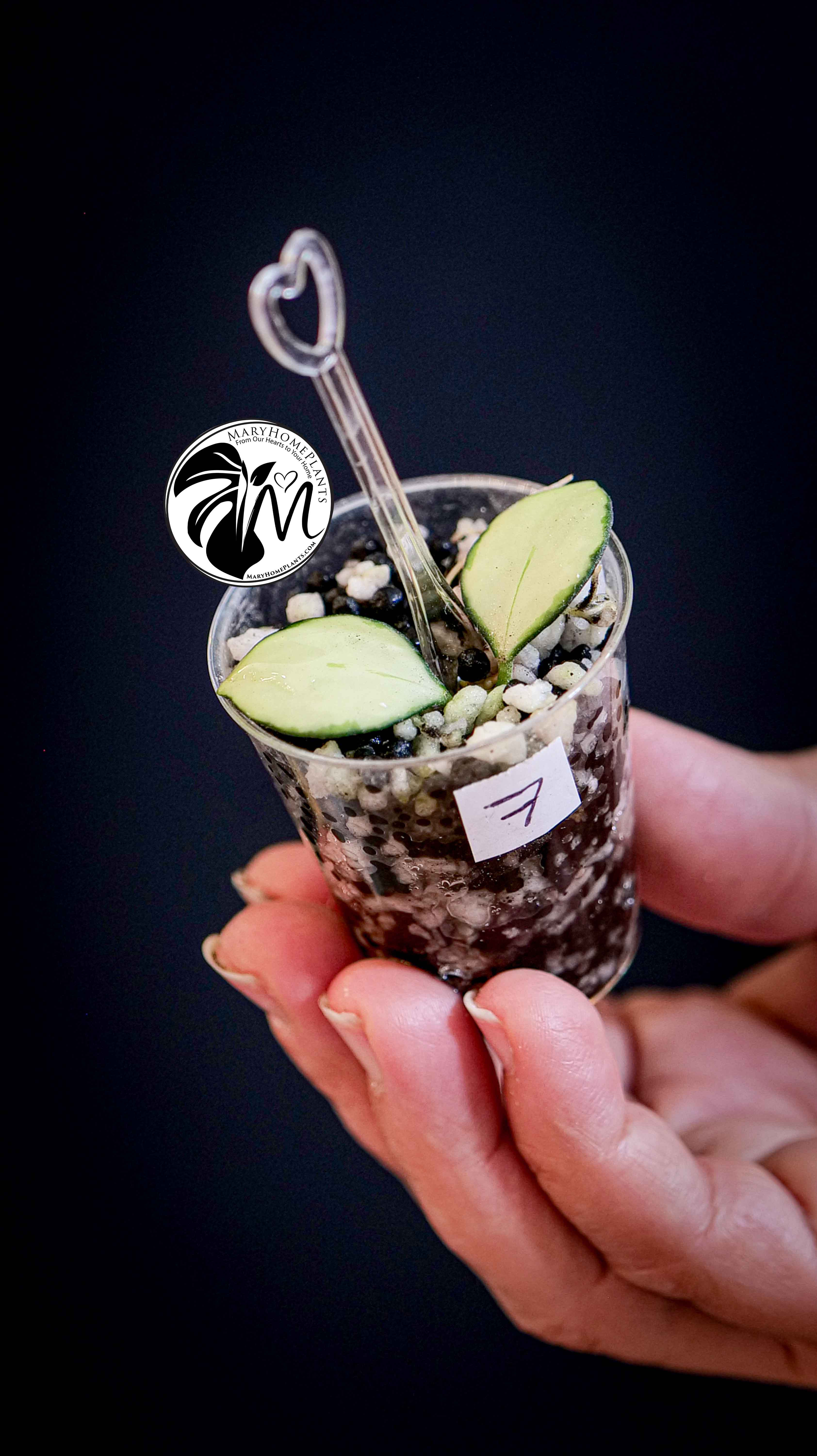 Hoya Heuschkeliana Variegated