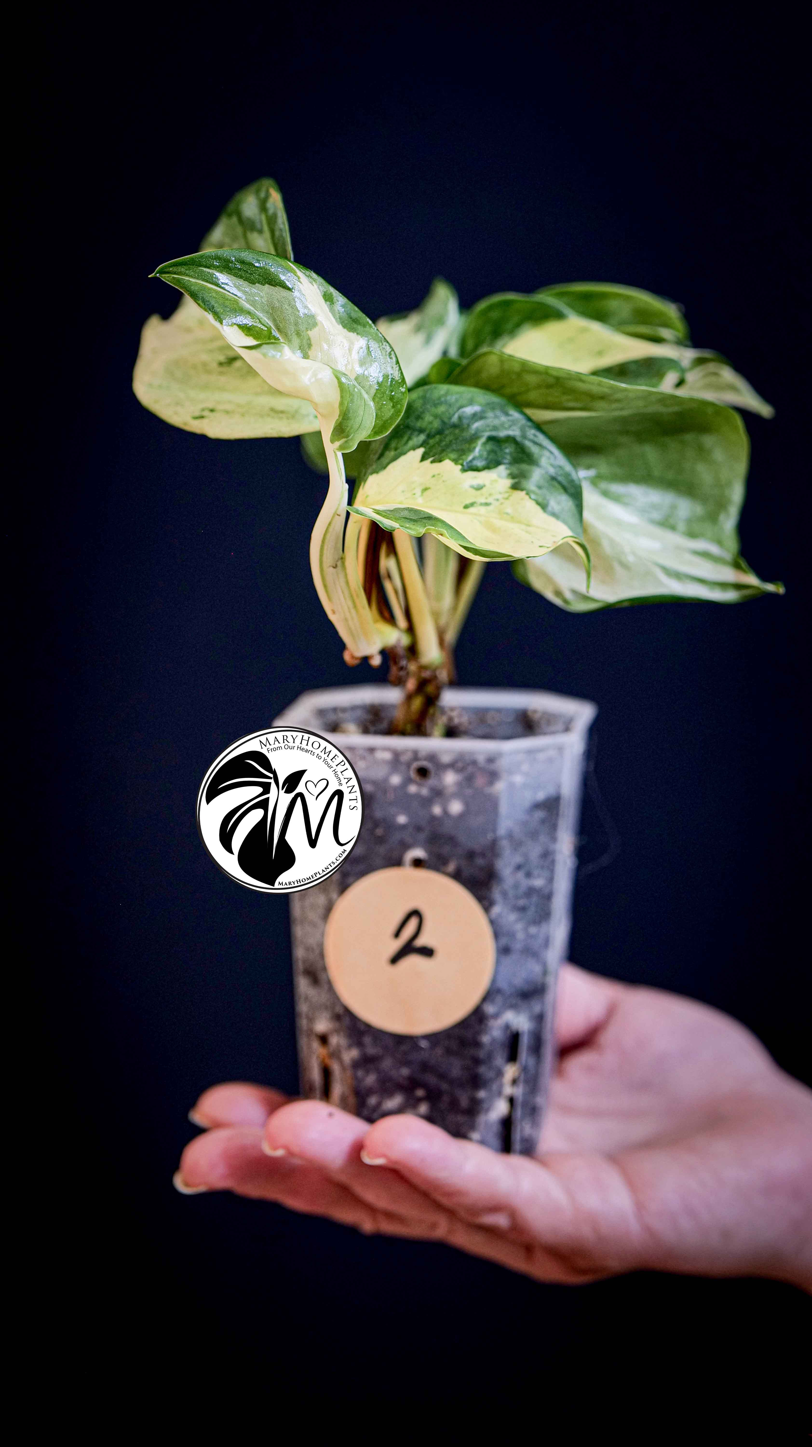 Epipremnum Happy Leaf Pothos