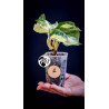 Epipremnum Happy Leaf Pothos