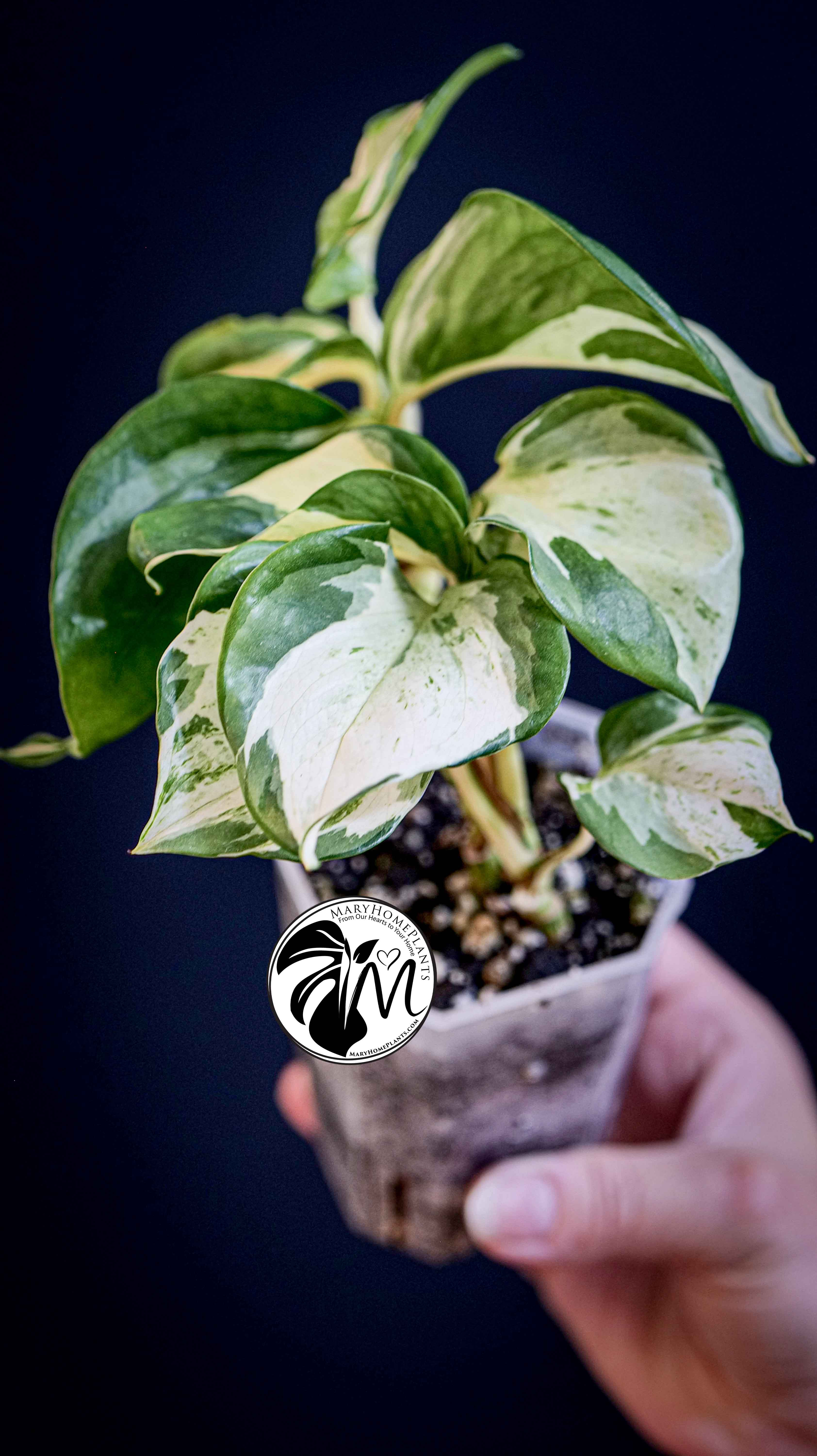 Epipremnum Happy Leaf Pothos