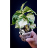 Epipremnum Happy Leaf Pothos