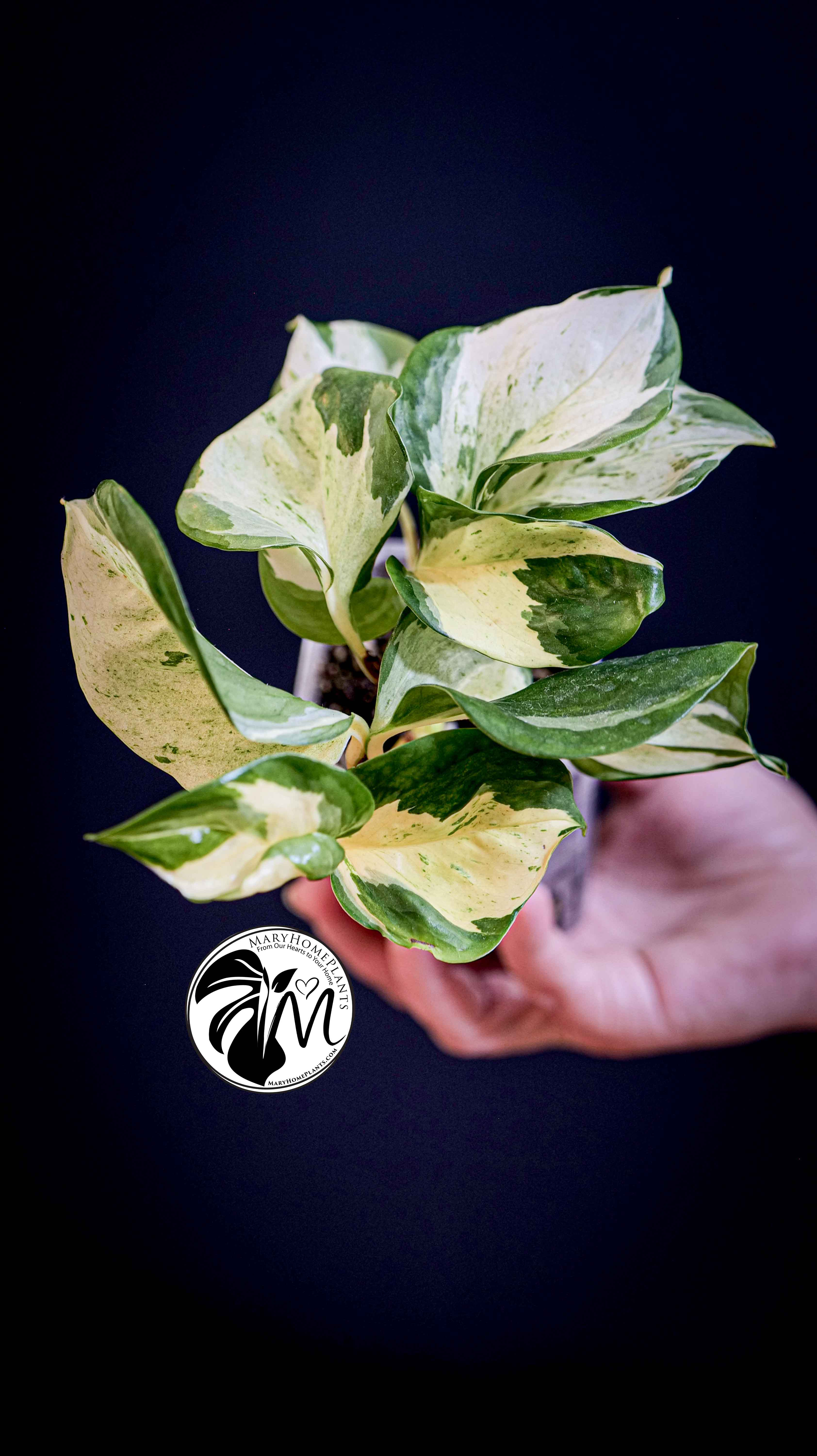 Epipremnum Happy Leaf Pothos