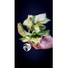 Epipremnum Happy Leaf Pothos