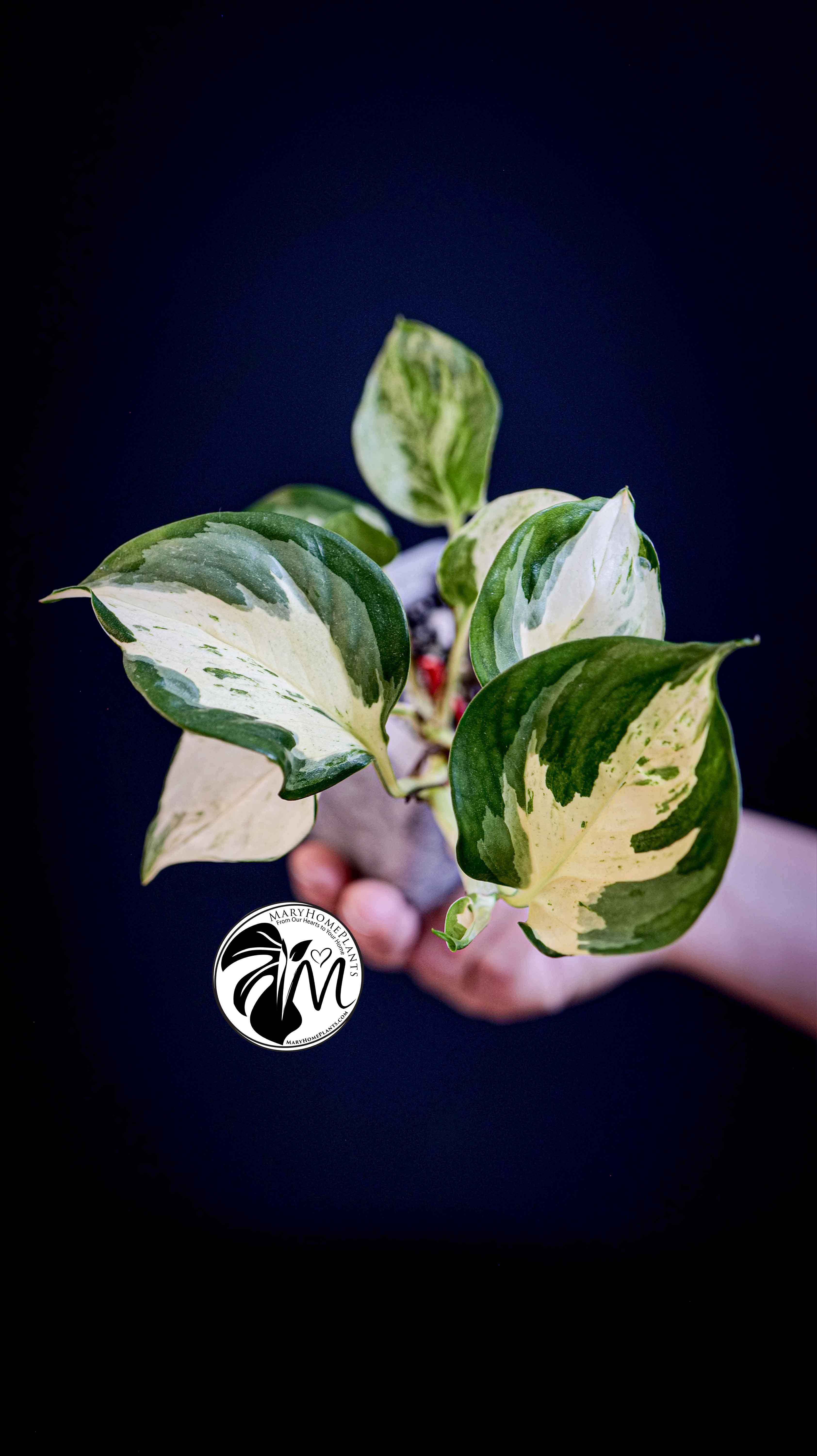 Epipremnum Happy Leaf Pothos