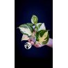 Epipremnum Happy Leaf Pothos