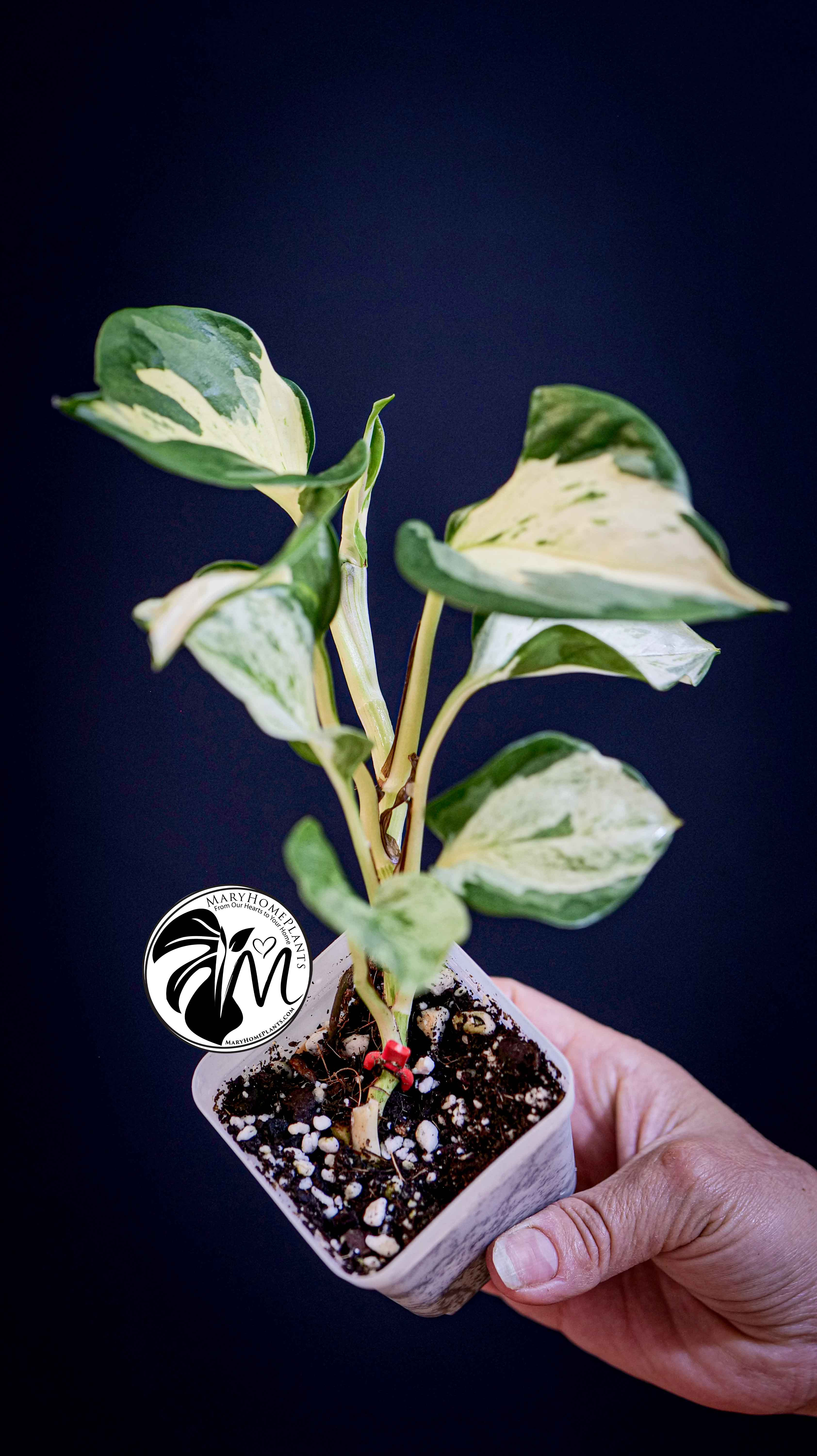 Epipremnum Happy Leaf Pothos