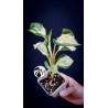 Epipremnum Happy Leaf Pothos