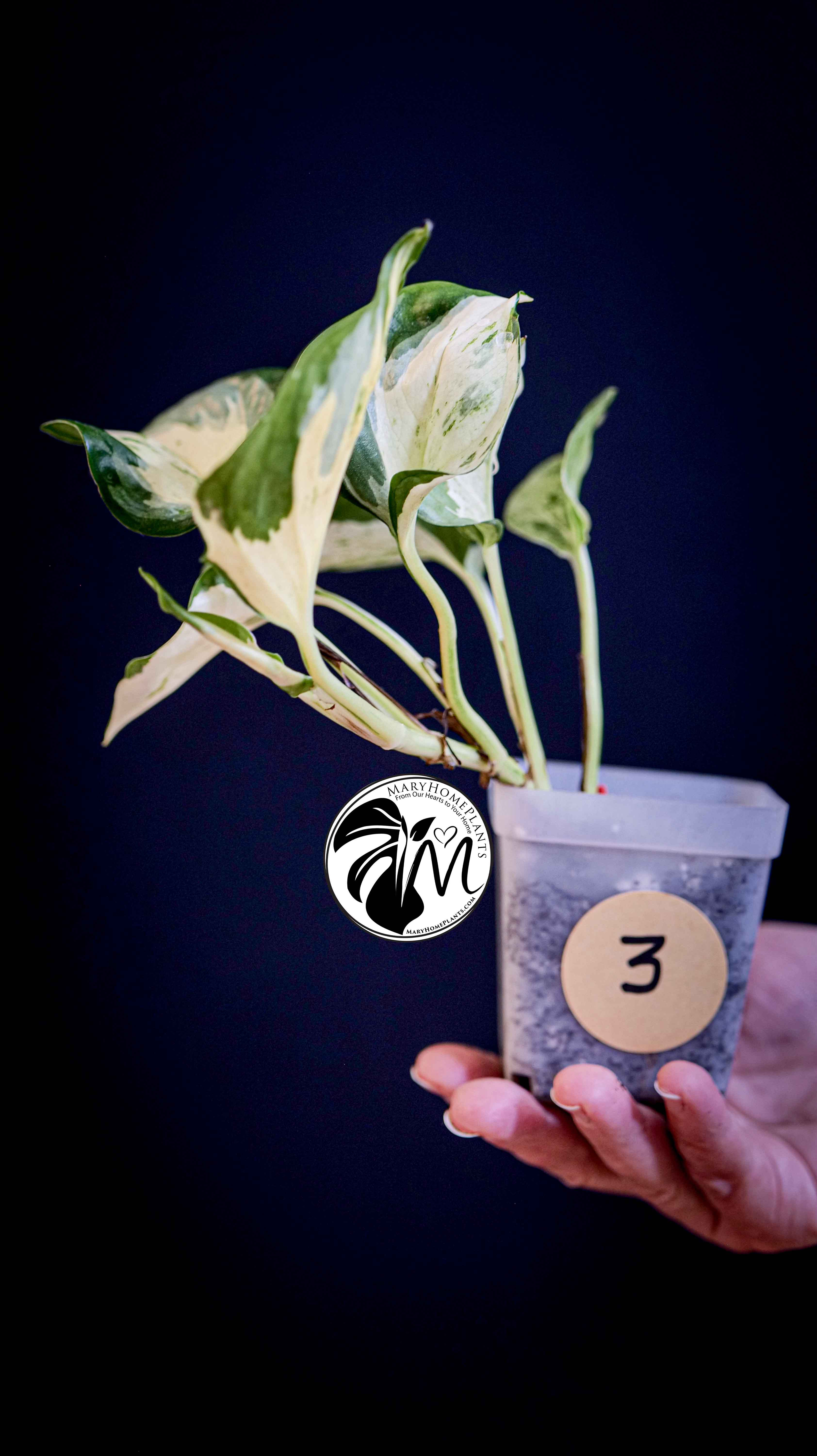 Epipremnum Happy Leaf Pothos