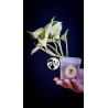 Epipremnum Happy Leaf Pothos