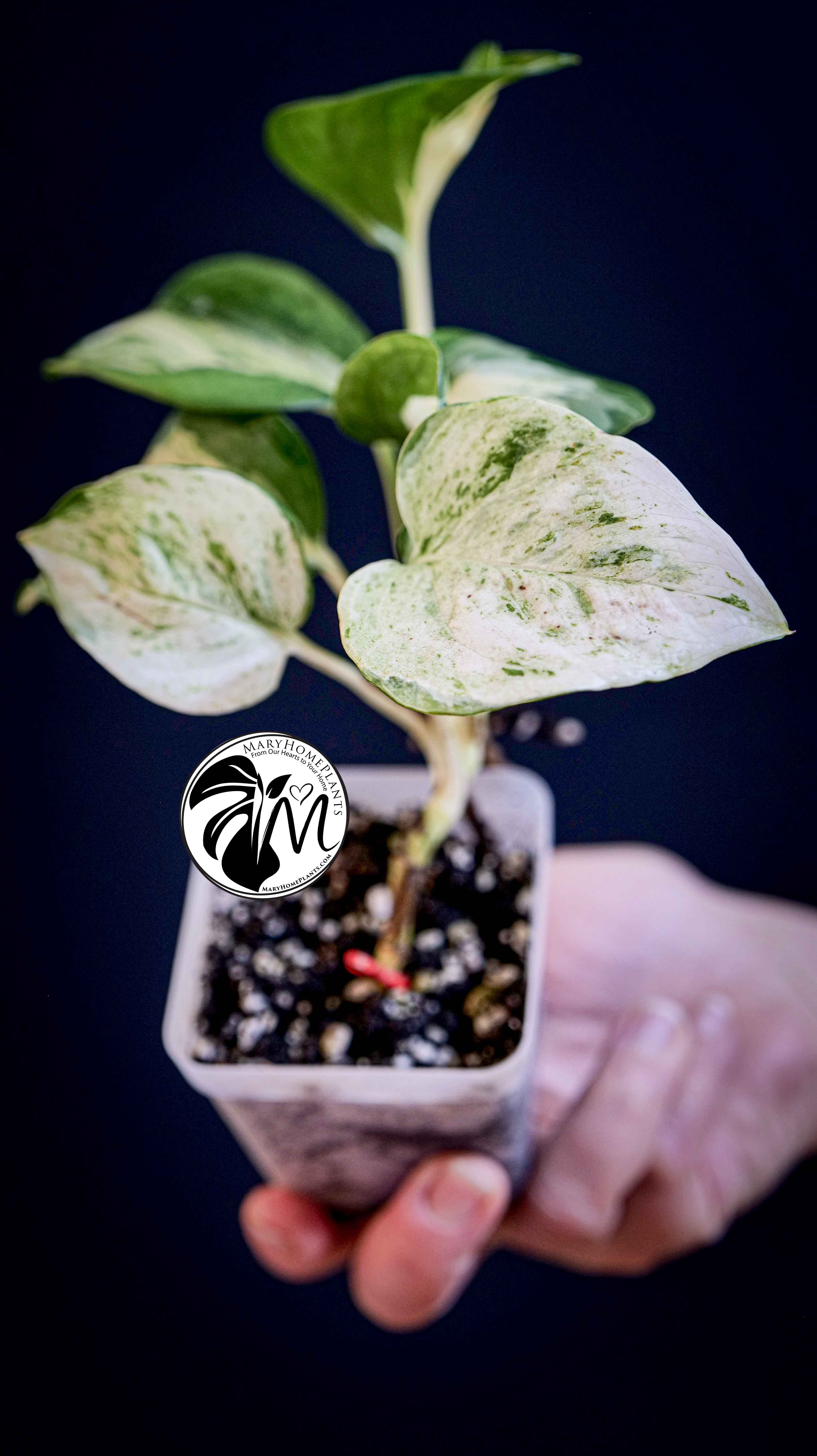Epipremnum Happy Leaf Pothos