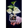 Epipremnum Happy Leaf Pothos