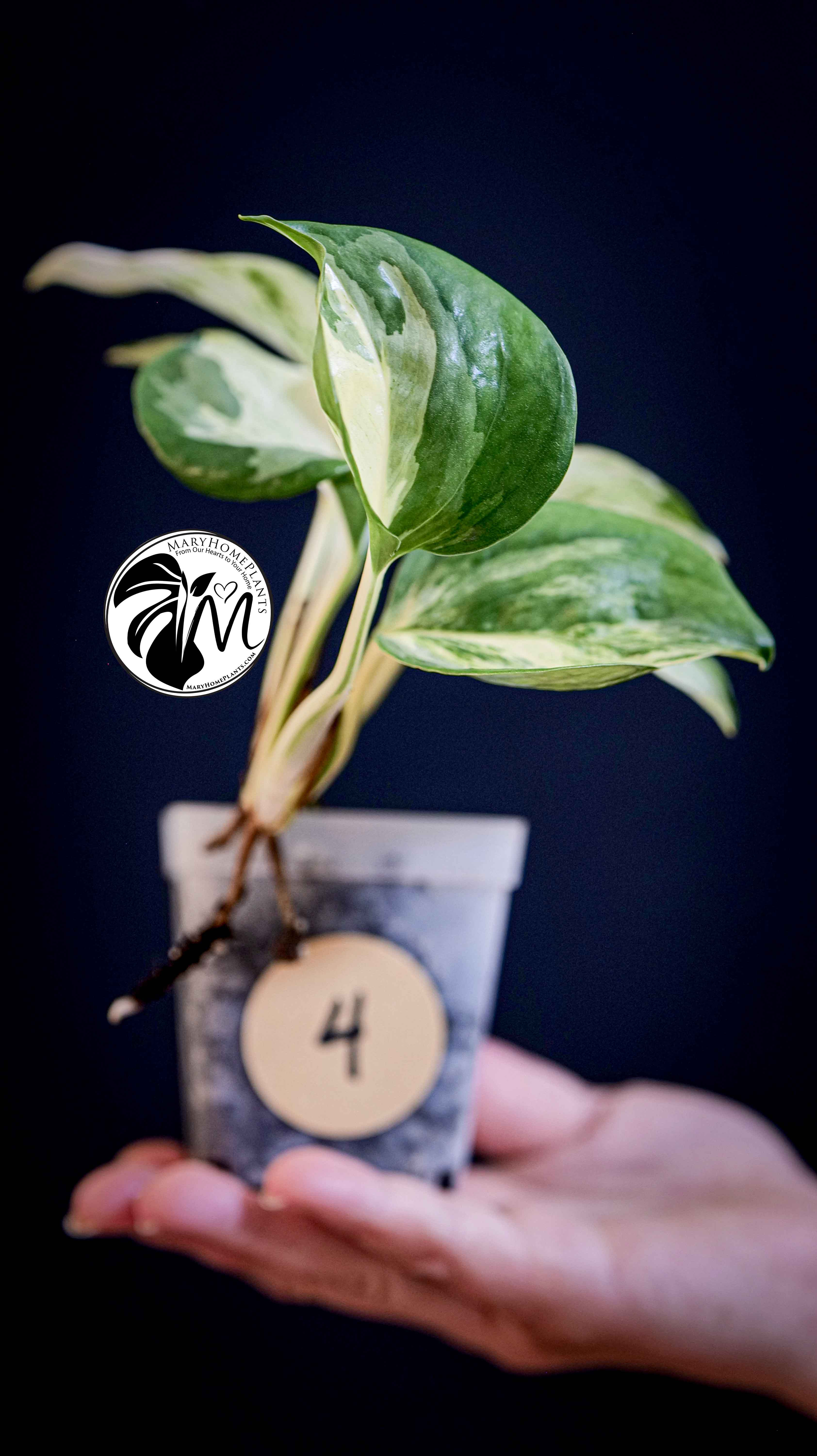 Epipremnum Happy Leaf Pothos