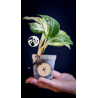 Epipremnum Happy Leaf Pothos