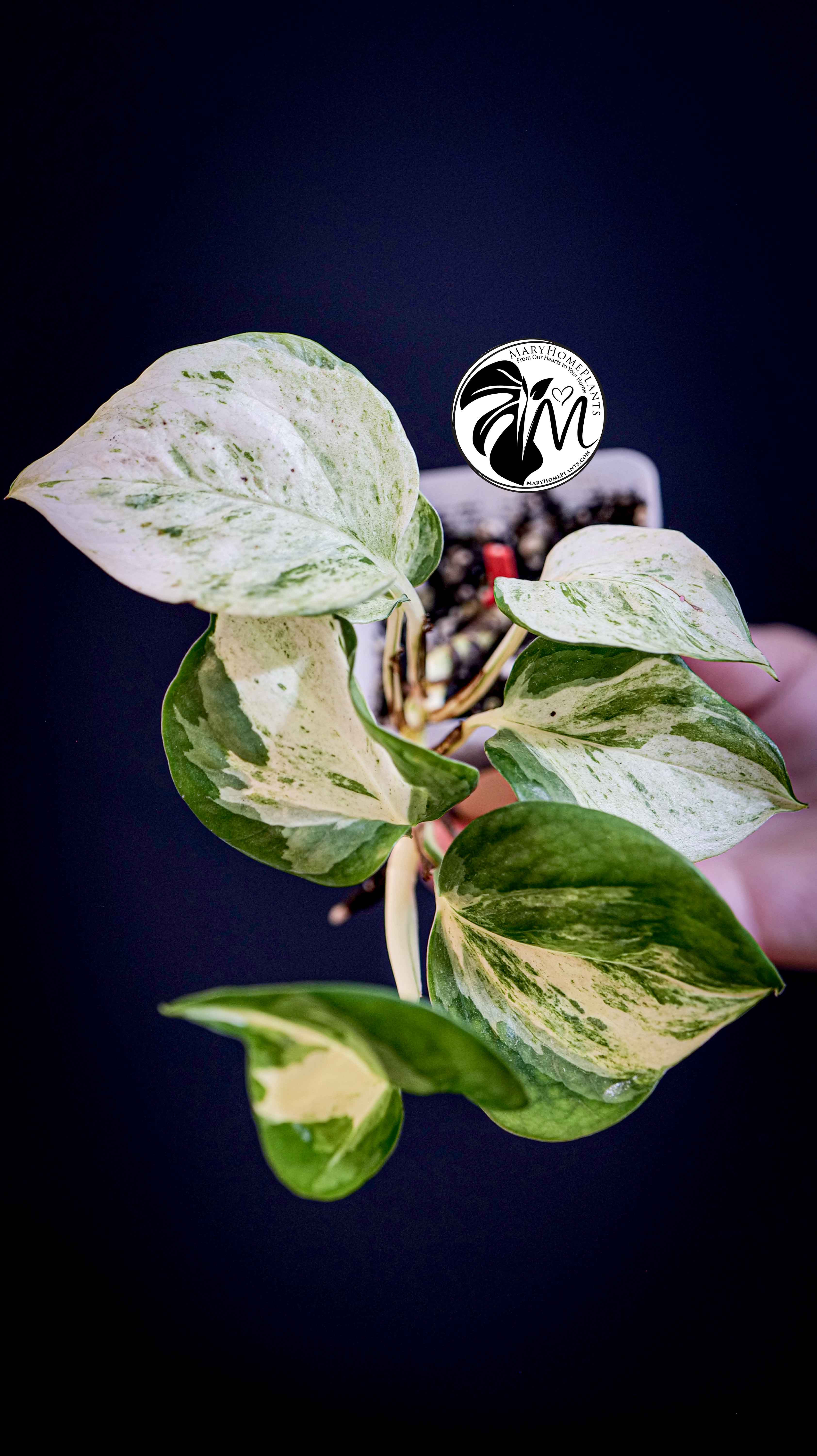 Epipremnum Happy Leaf Pothos