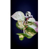 Epipremnum Happy Leaf Pothos