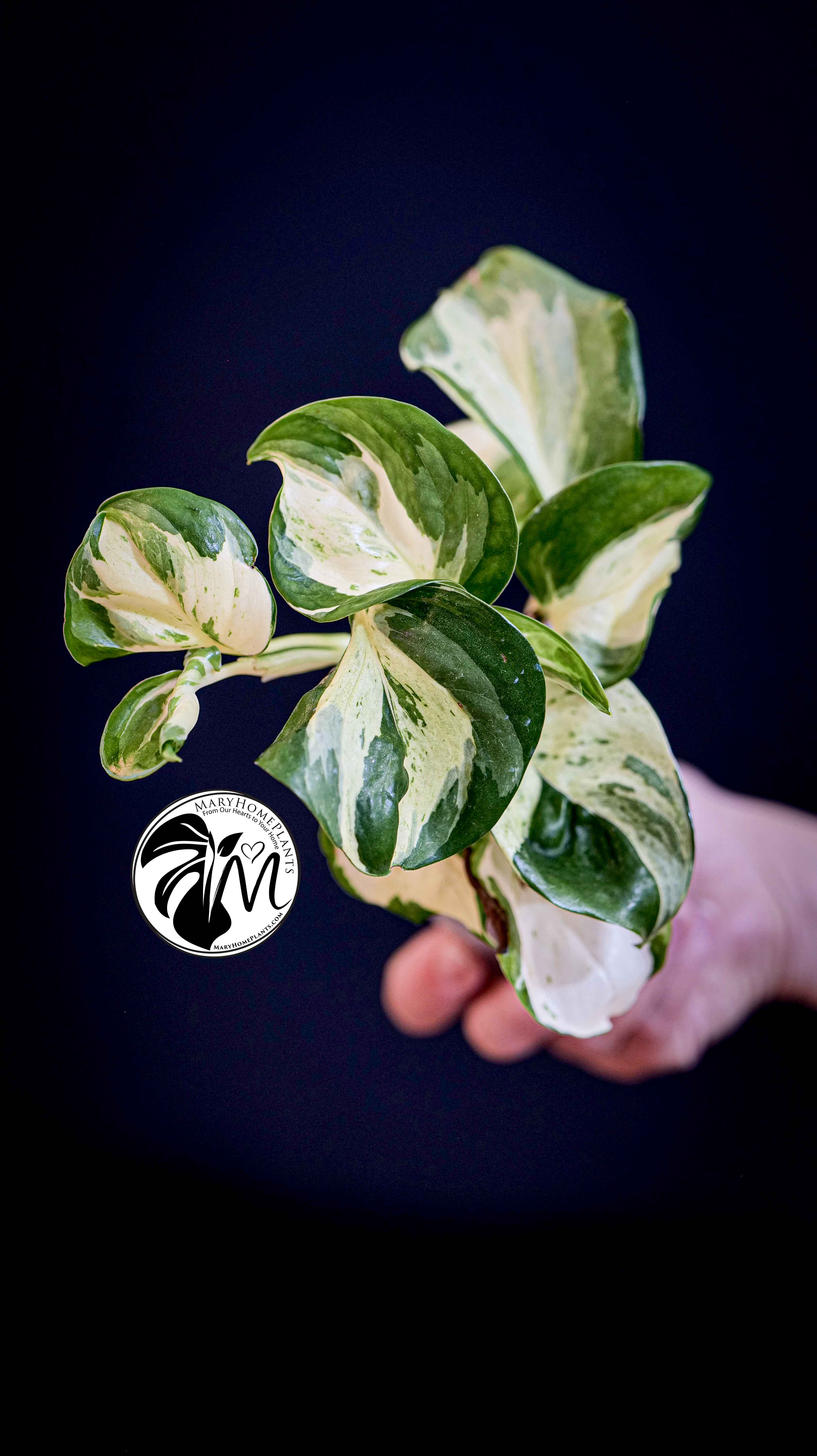 Epipremnum Happy Leaf Pothos