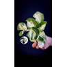 Epipremnum Happy Leaf Pothos