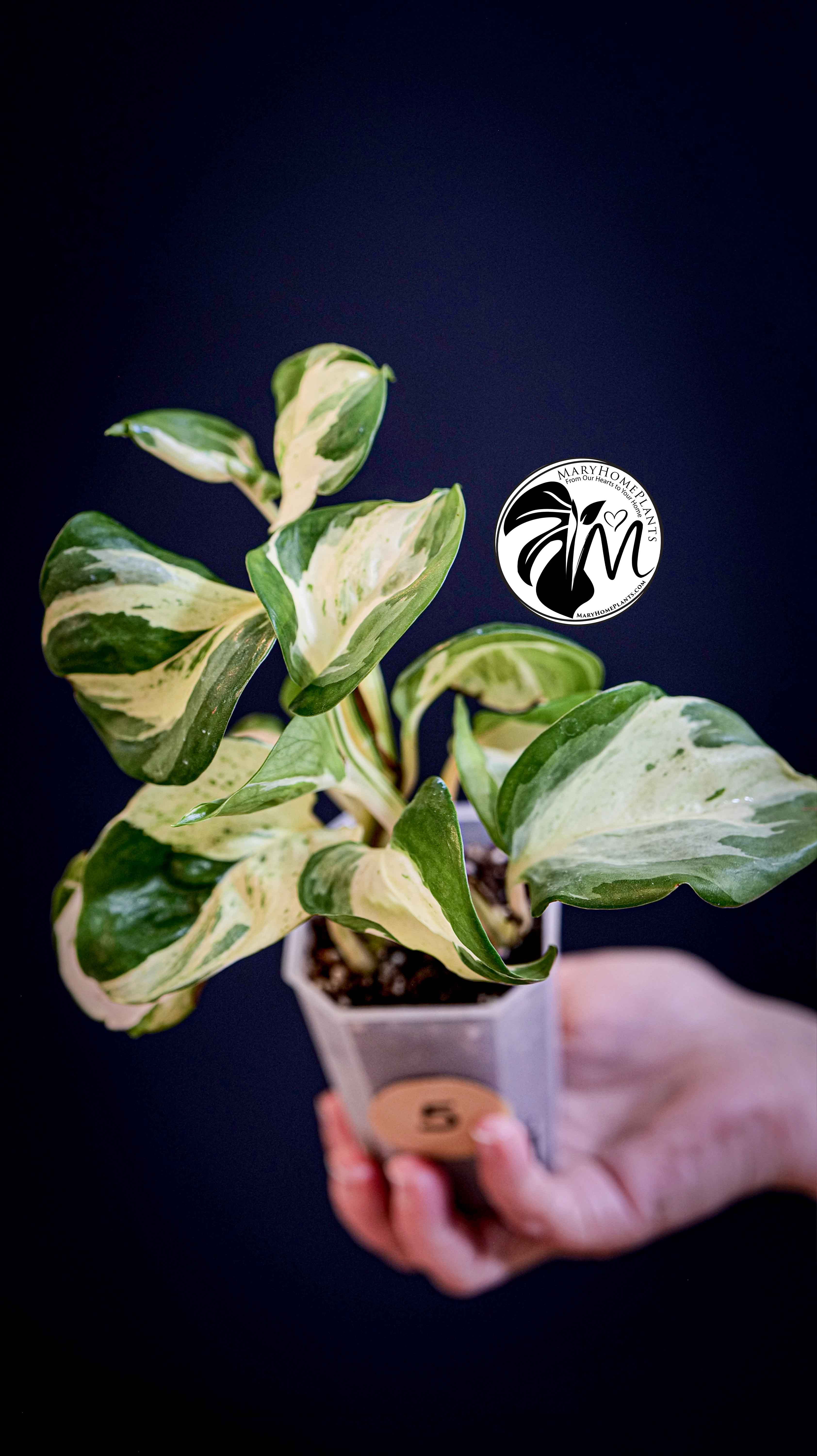 Epipremnum Happy Leaf Pothos