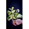 Epipremnum Happy Leaf Pothos