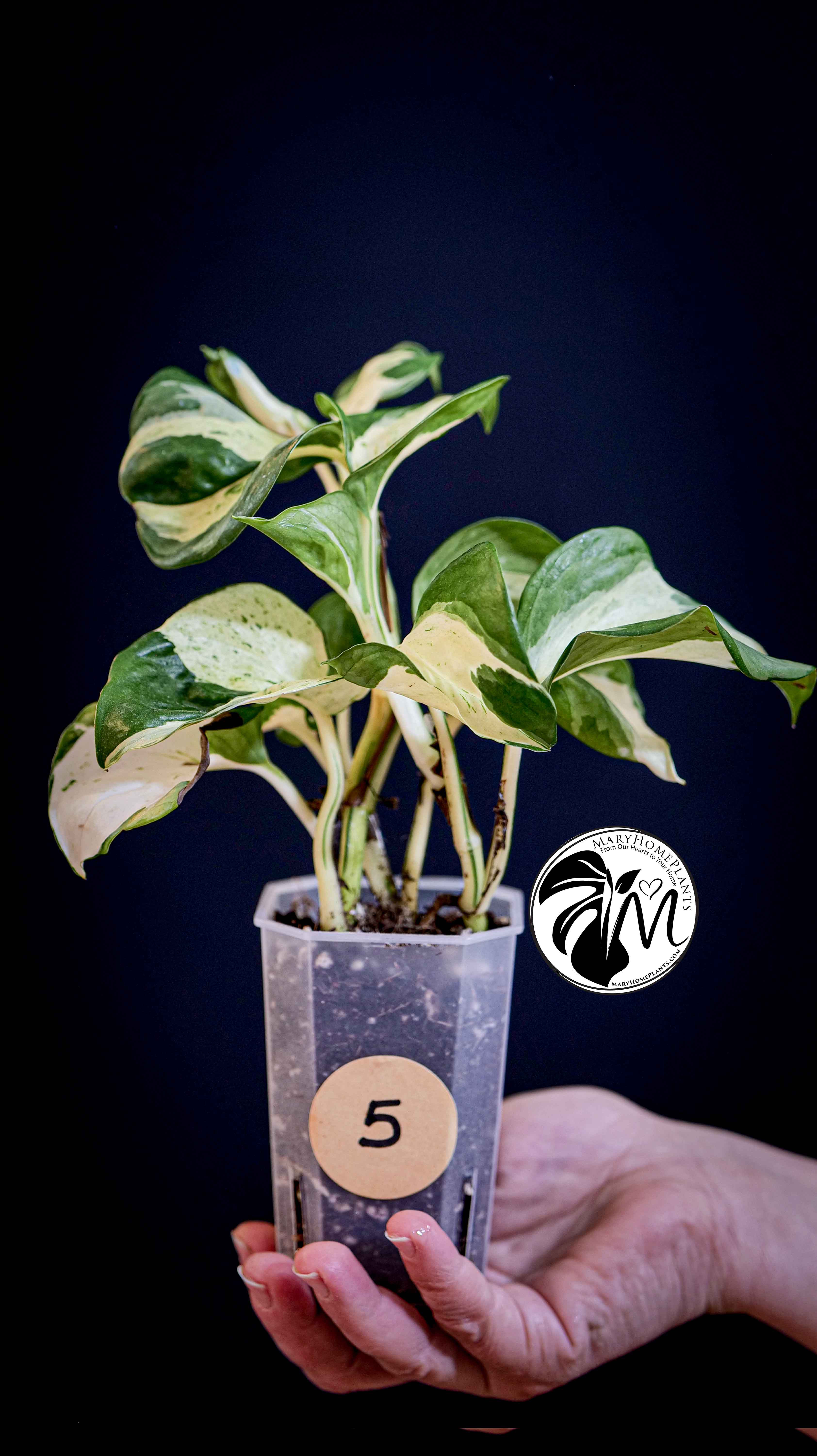 Epipremnum Happy Leaf Pothos