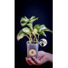 Epipremnum Happy Leaf Pothos