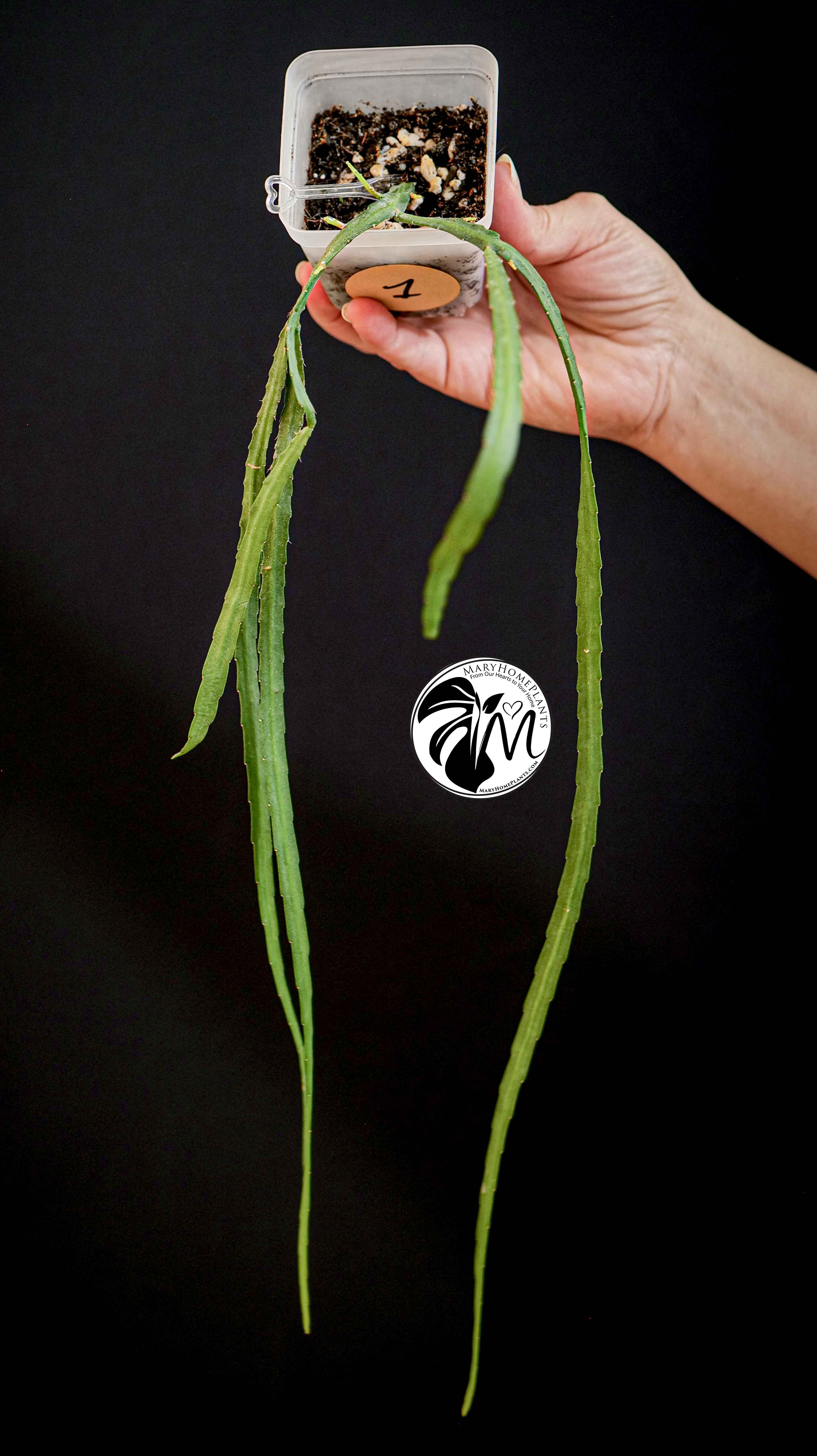Rhipsalis Paradoxa Minor