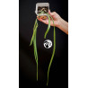 Rhipsalis Paradoxa Minor