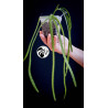 Rhipsalis Paradoxa Minor