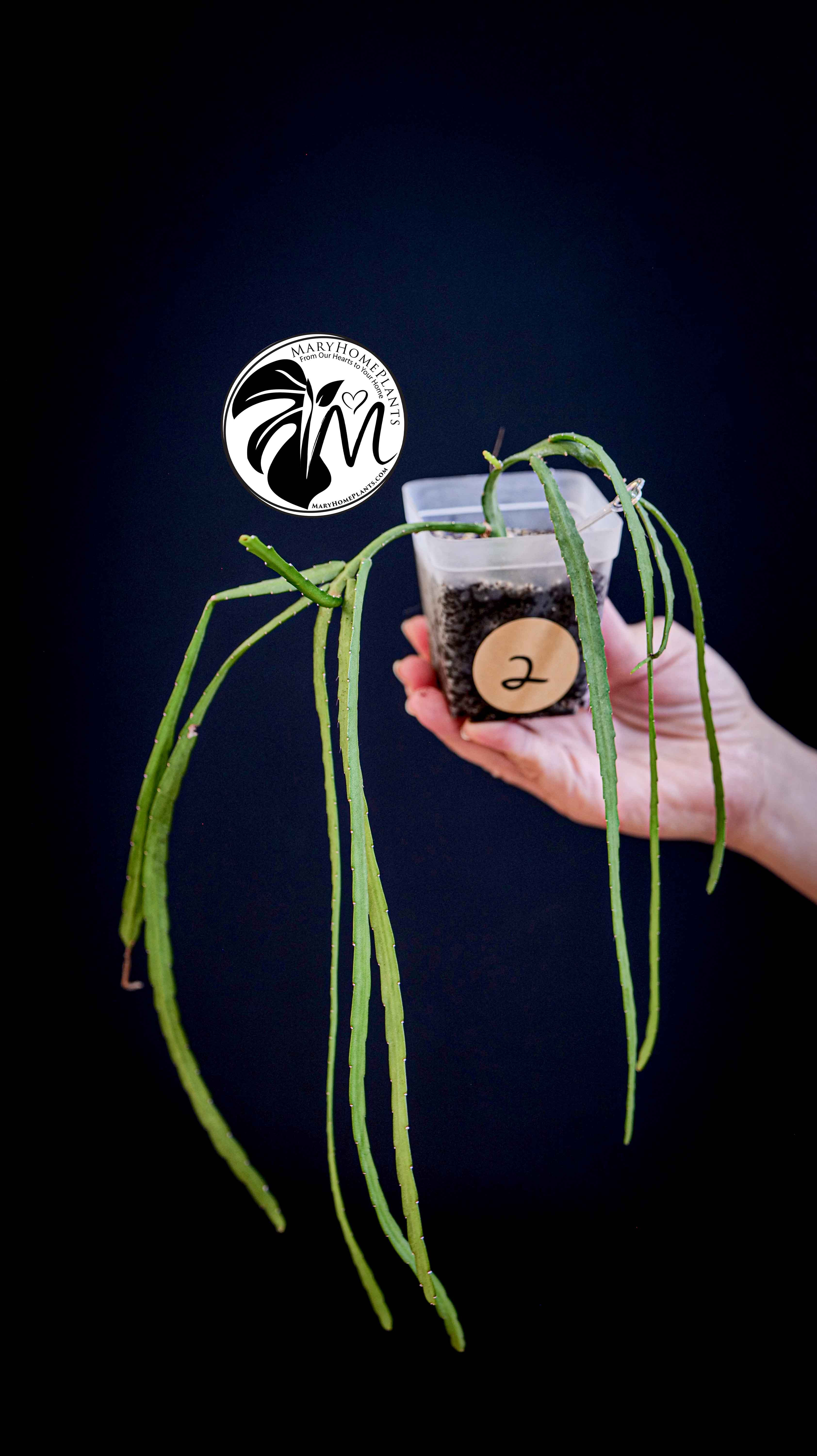 Rhipsalis Paradoxa Minor