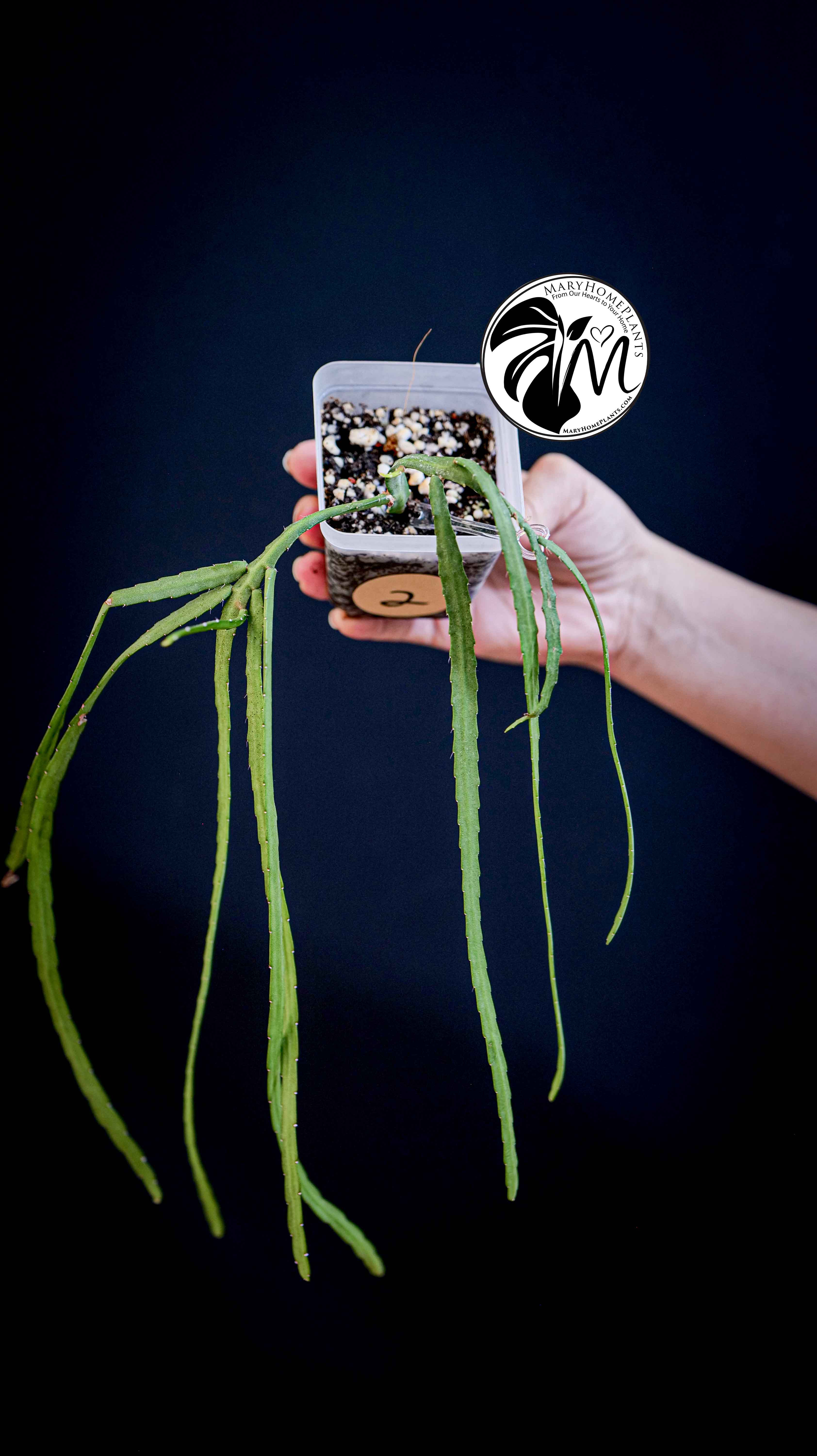 Rhipsalis Paradoxa Minor