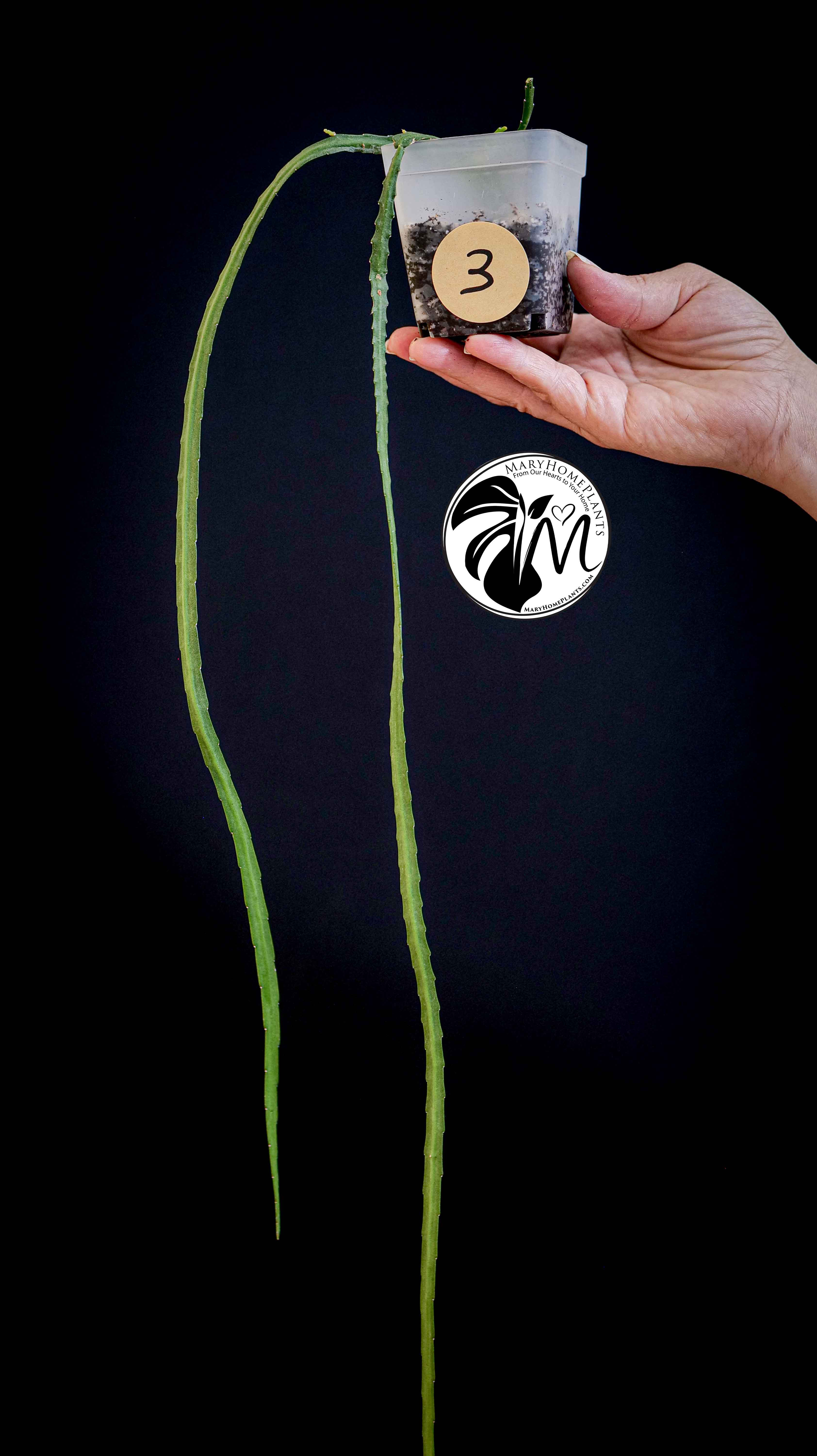 Rhipsalis Paradoxa Minor