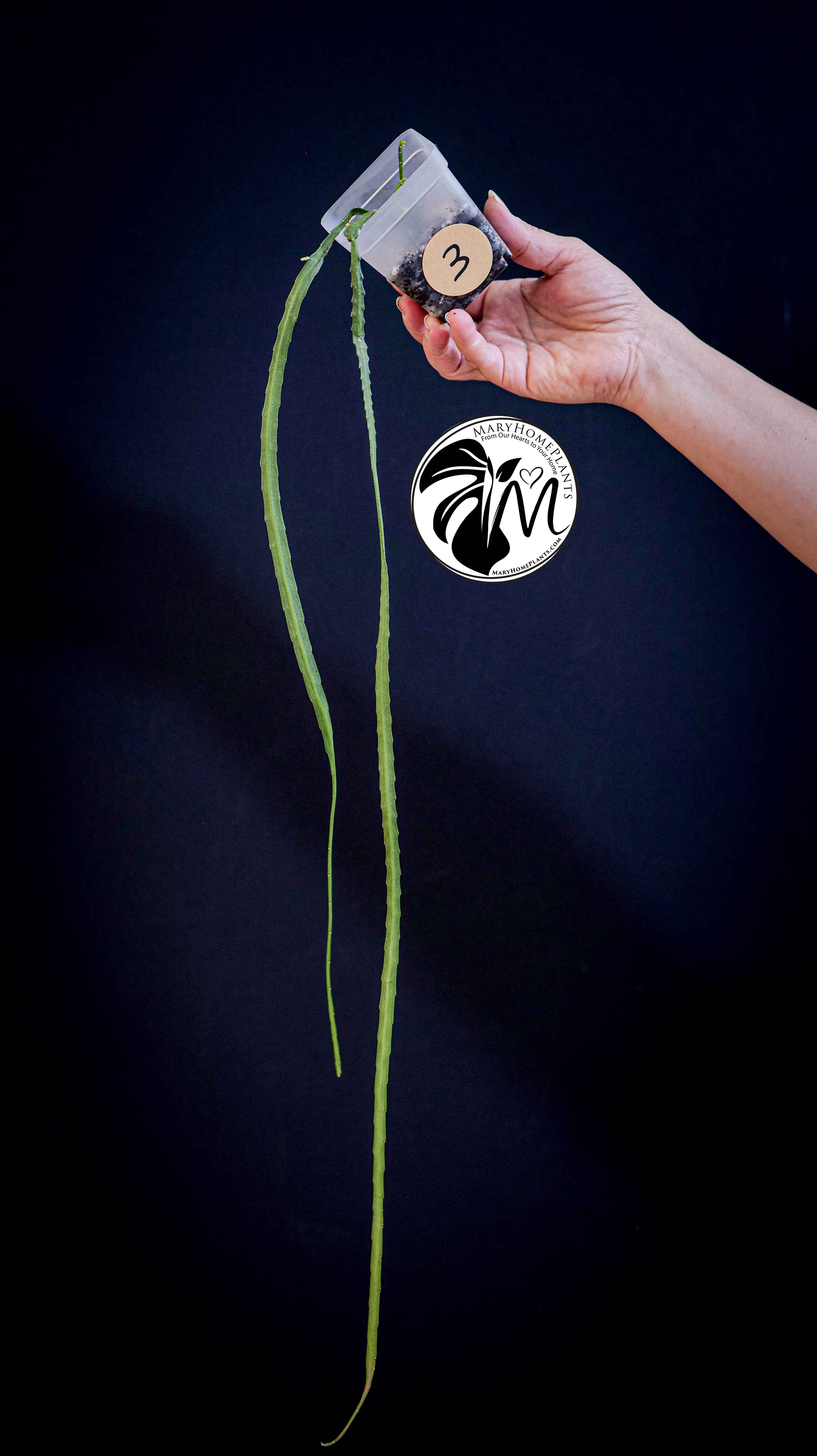 Rhipsalis Paradoxa Minor