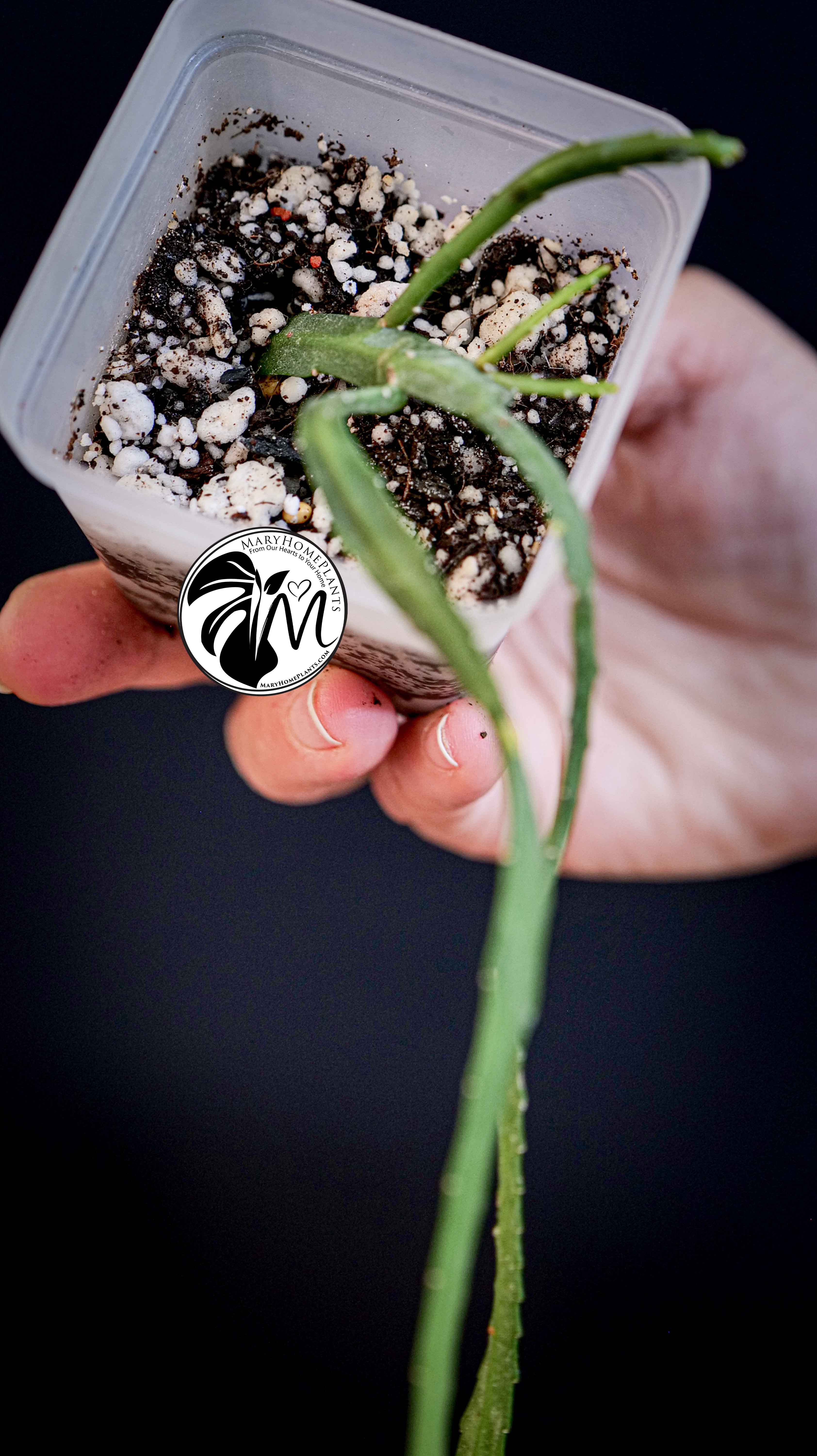 Rhipsalis Paradoxa Minor