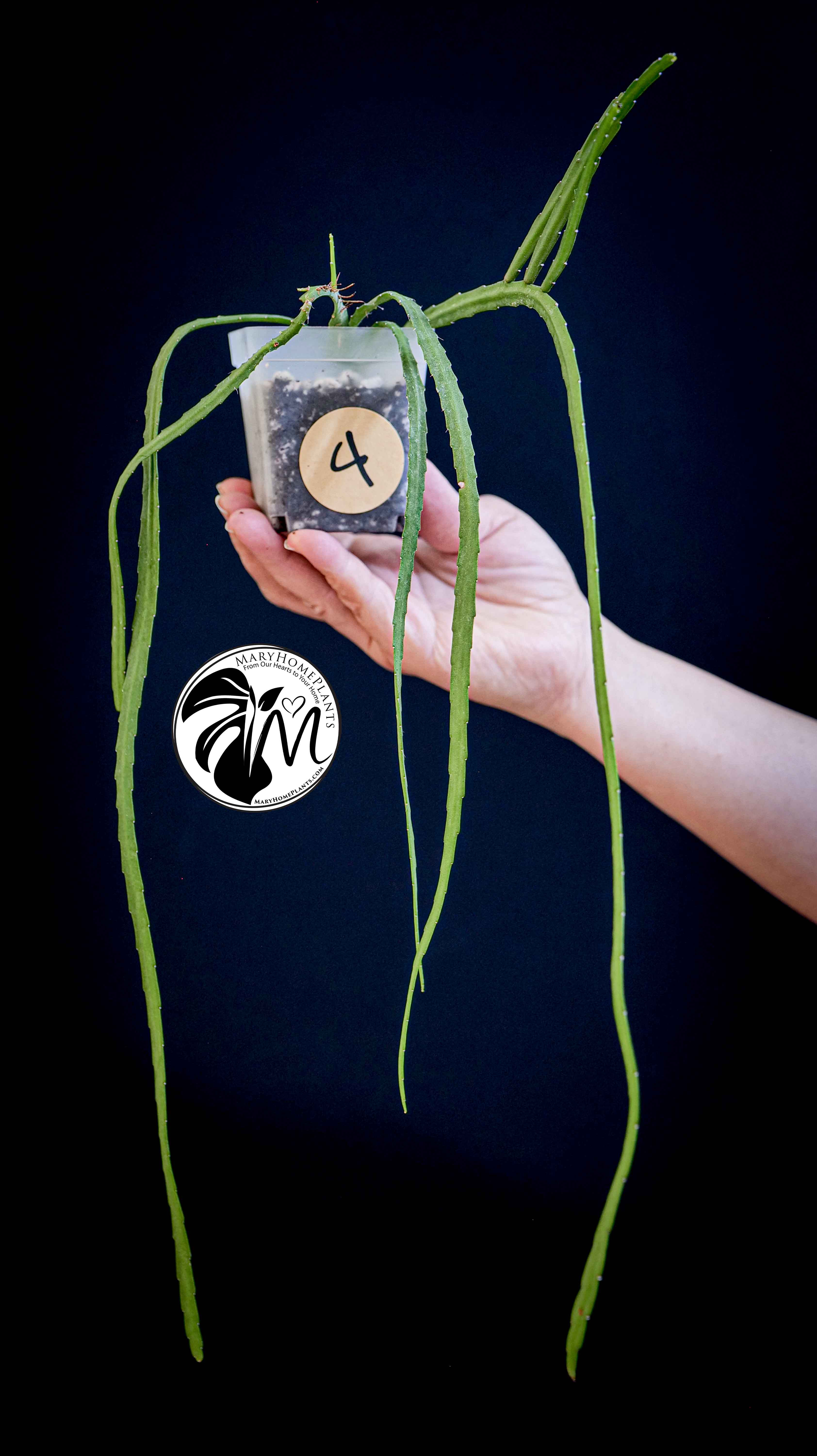 Rhipsalis Paradoxa Minor