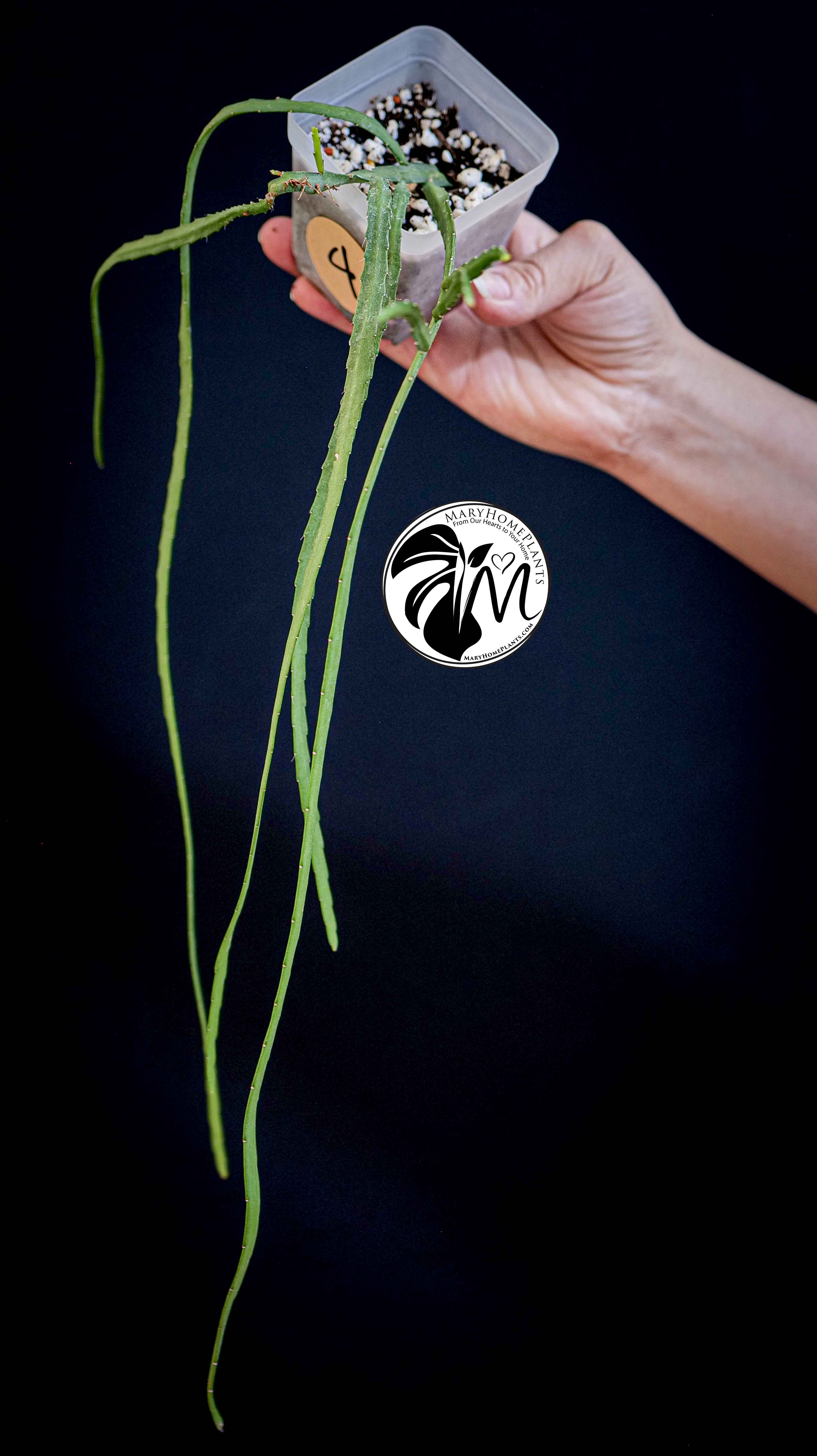 Rhipsalis Paradoxa Minor