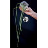 Rhipsalis Paradoxa Minor