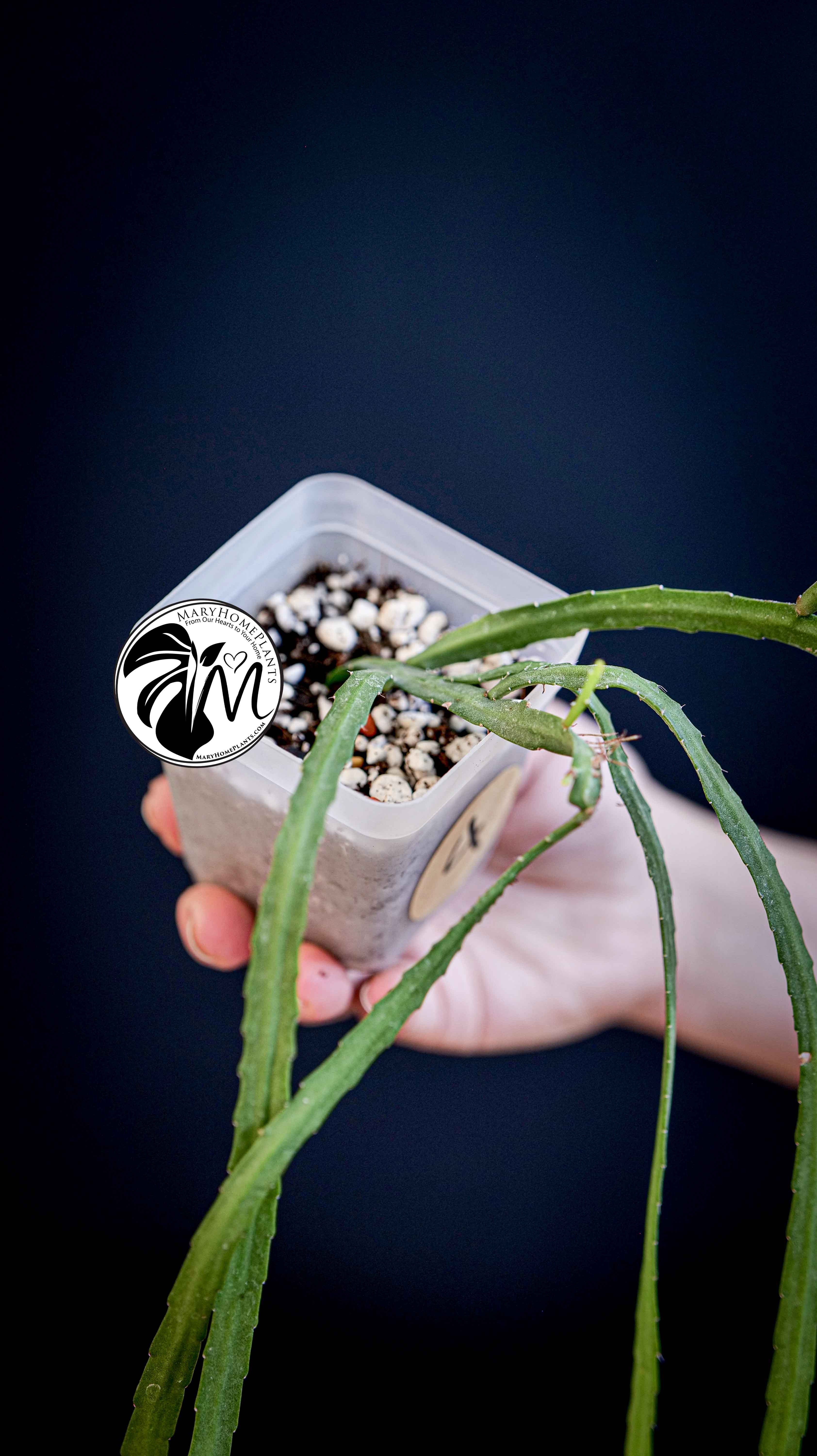 Rhipsalis Paradoxa Minor