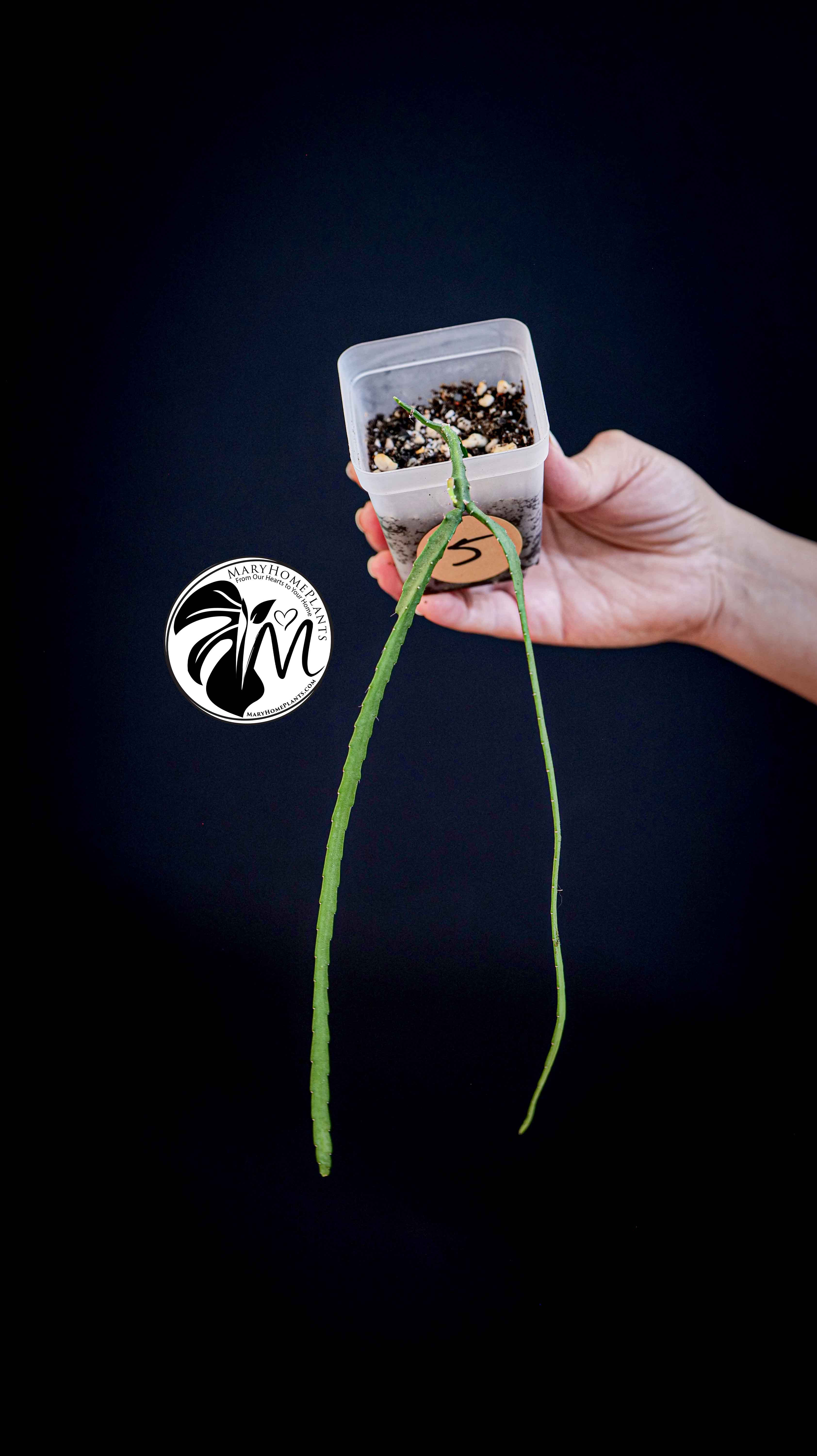 Rhipsalis Paradoxa Minor