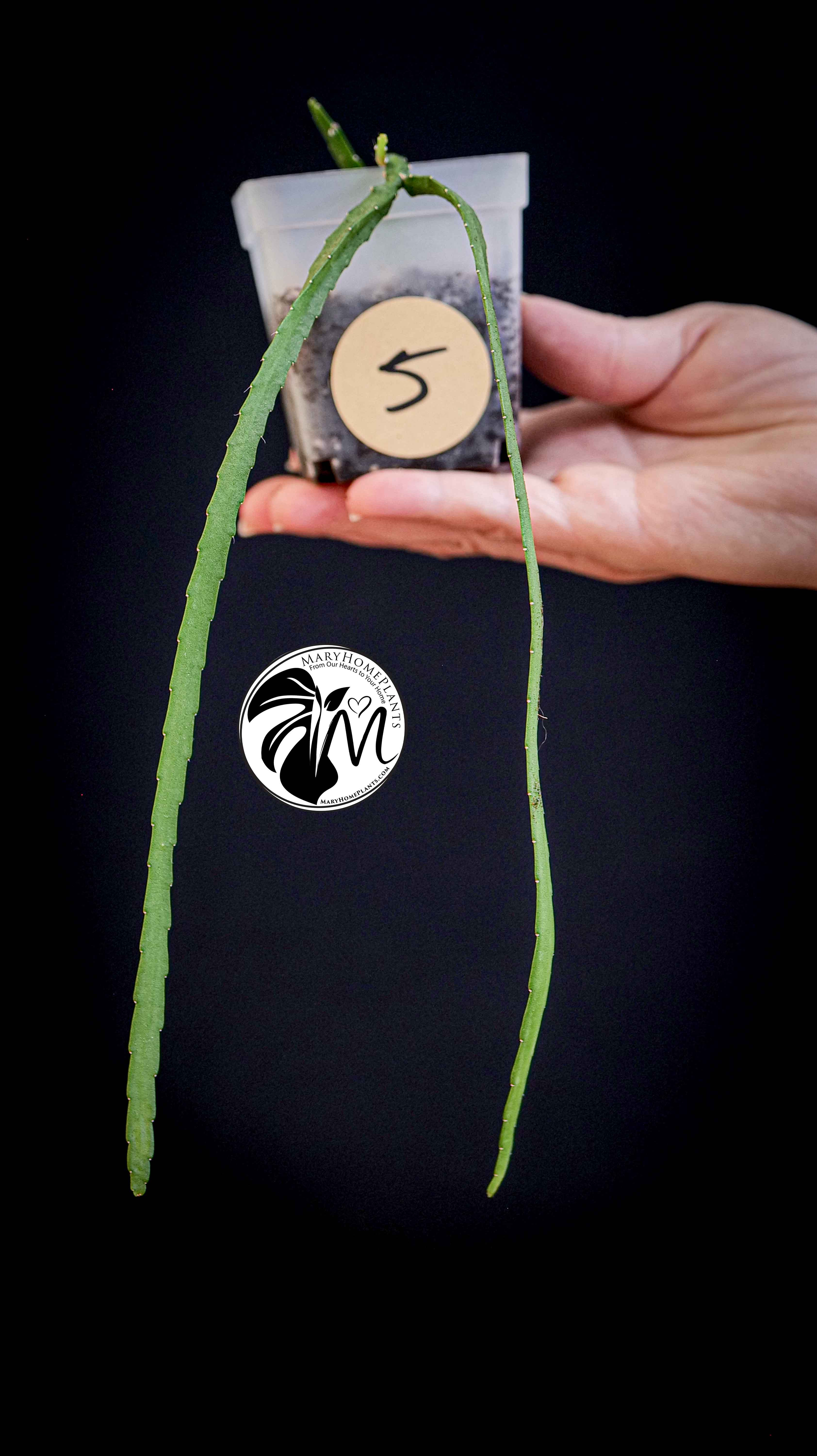 Rhipsalis Paradoxa Minor