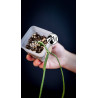 Rhipsalis Paradoxa Minor