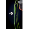 Rhipsalis Paradoxa Minor