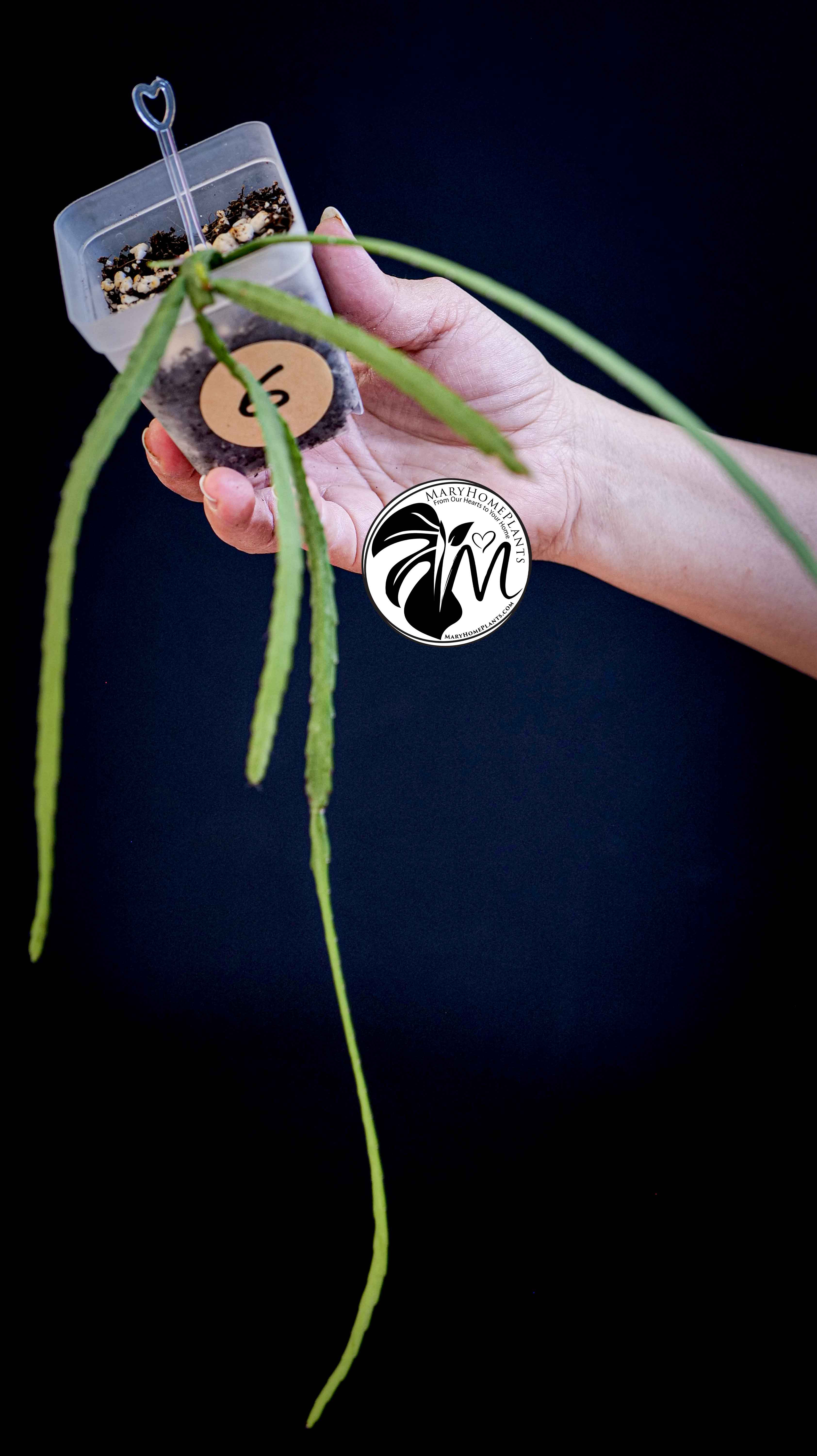 Rhipsalis Paradoxa Minor