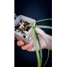 Rhipsalis Paradoxa Minor