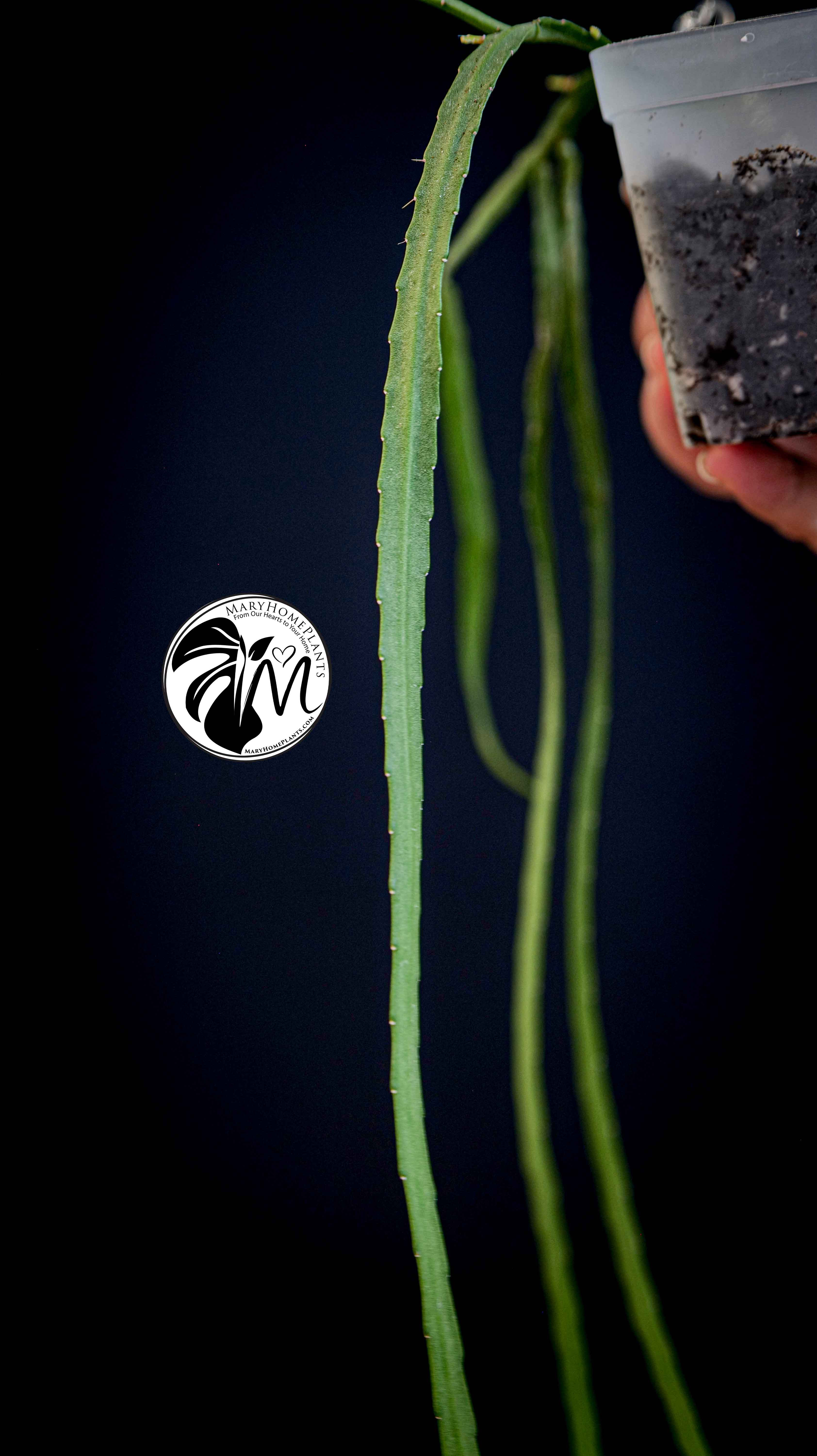 Rhipsalis Paradoxa Minor