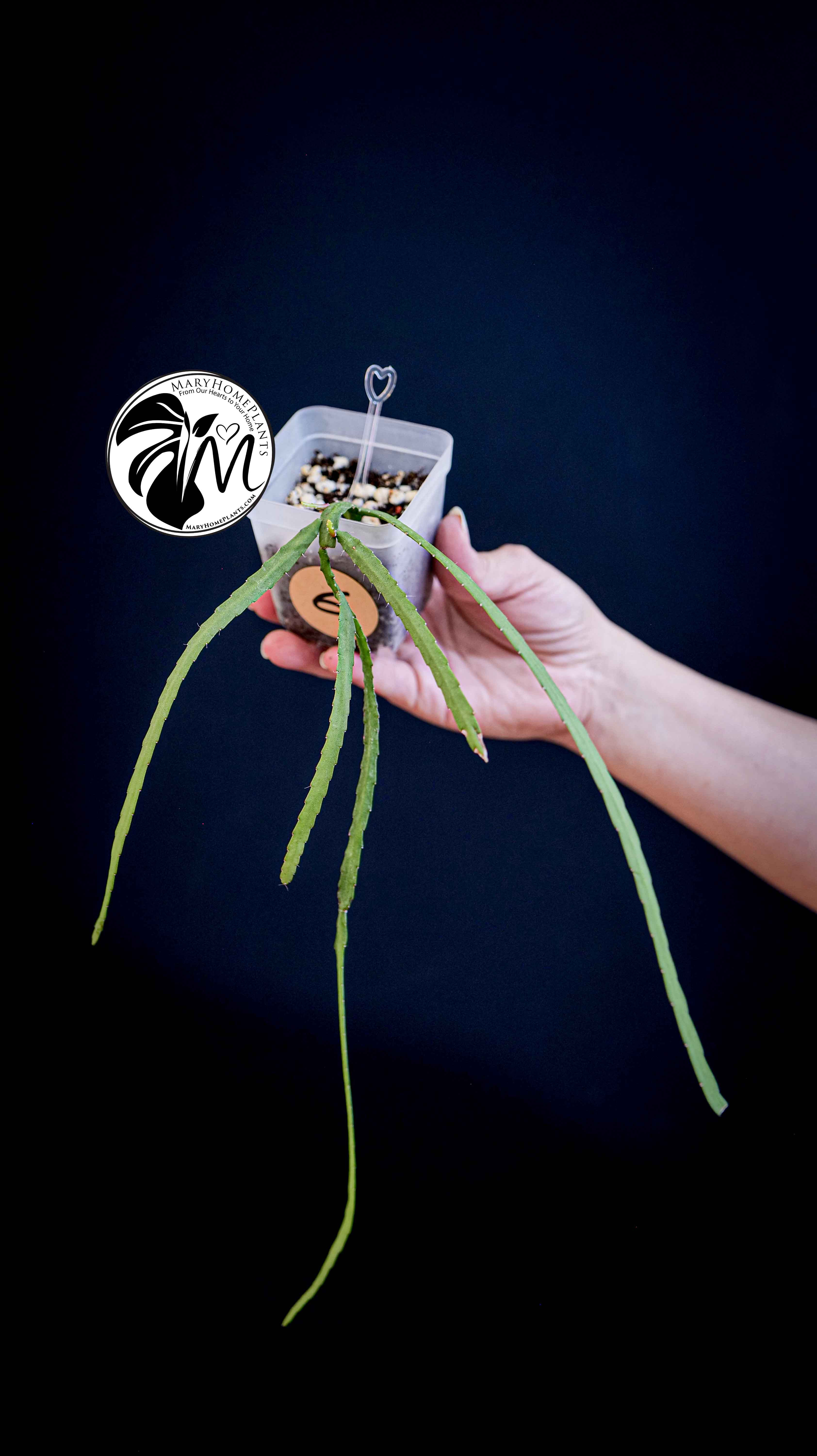 Rhipsalis Paradoxa Minor